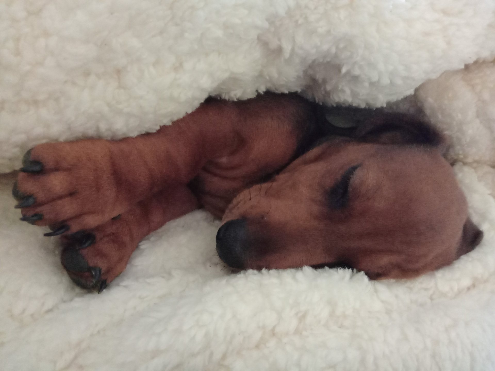 Bild von Hund 105