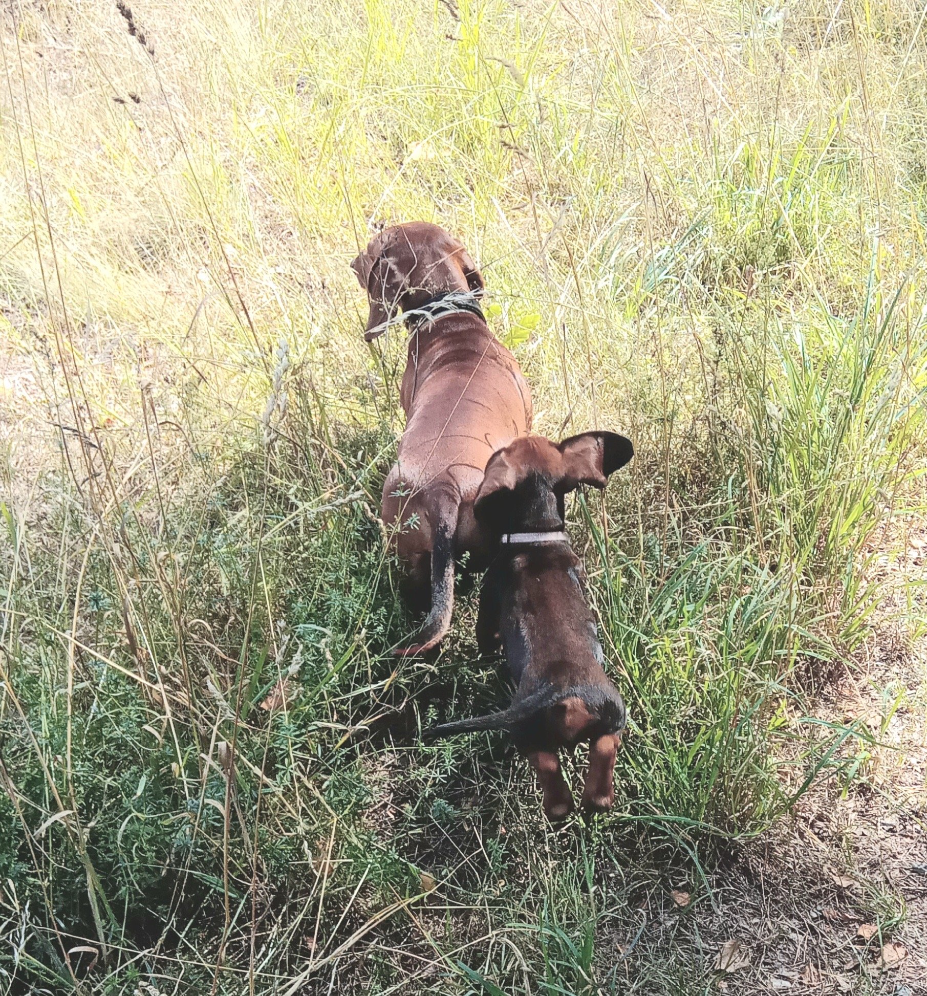 Bild von Hund 74