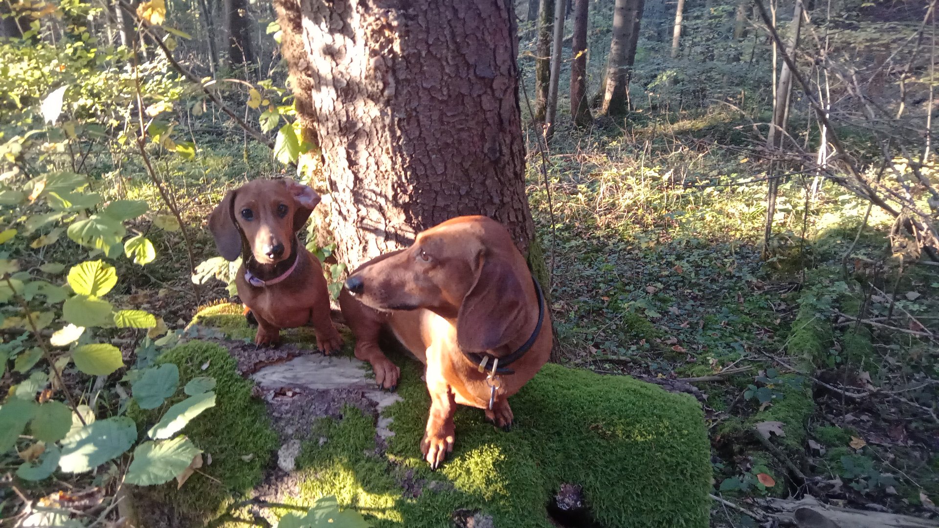 Bild von Hund 73