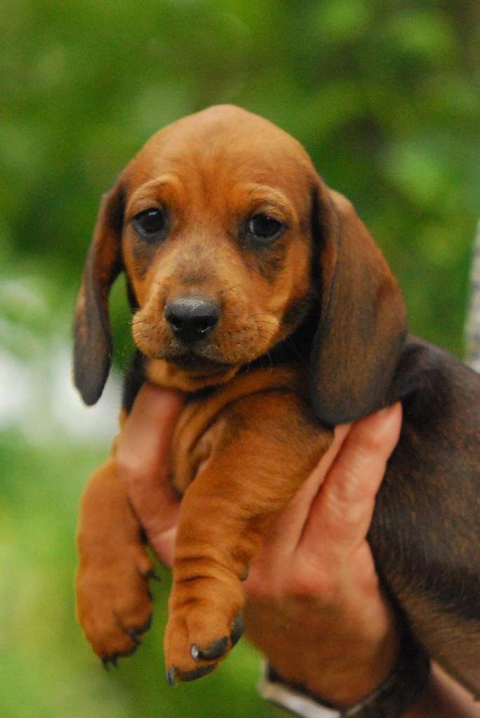 Bild von Hund 44