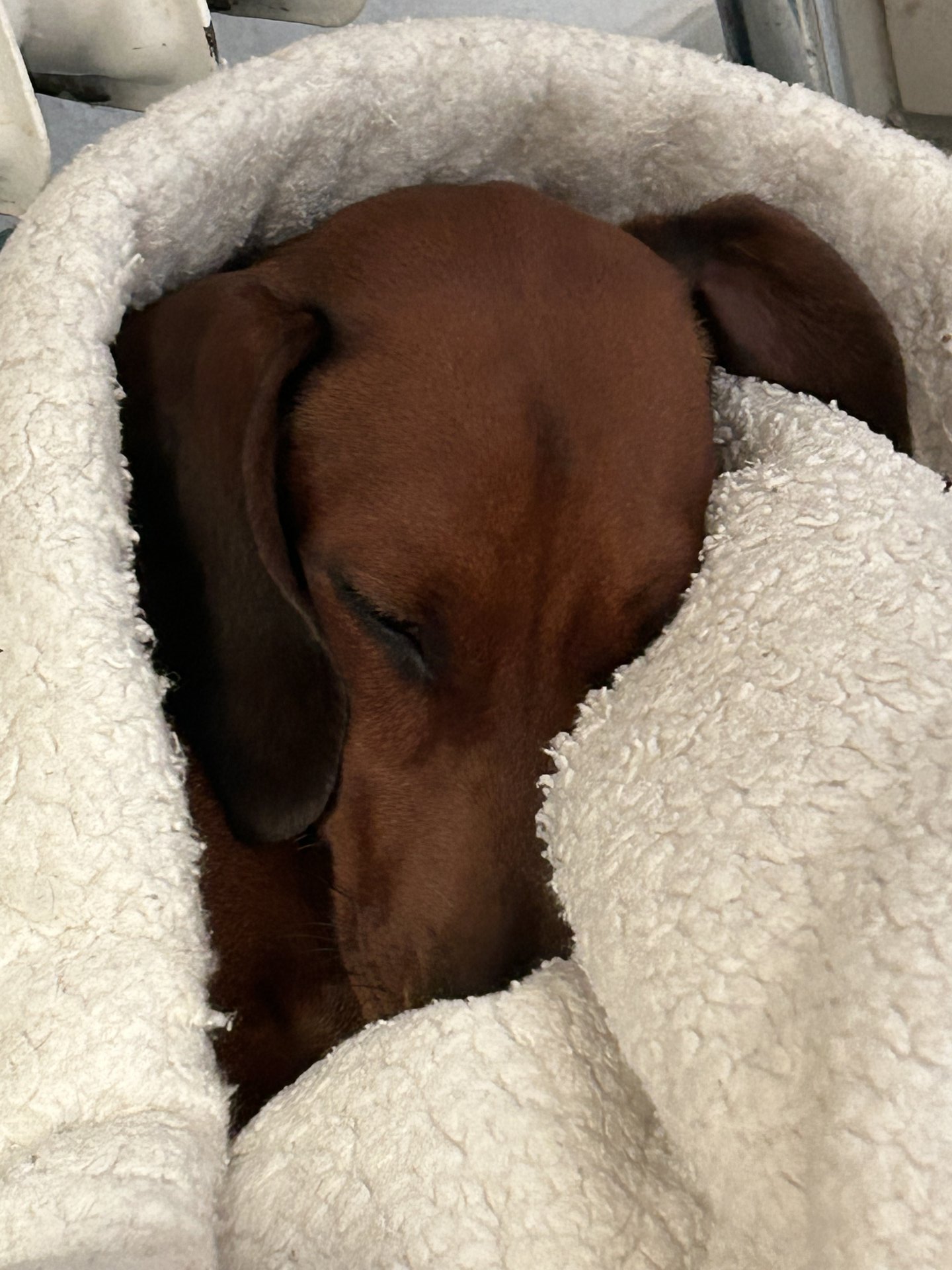 Bild von Hund 63