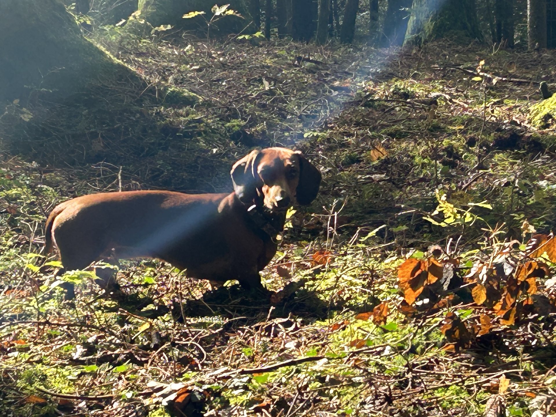 Bild von Hund 48