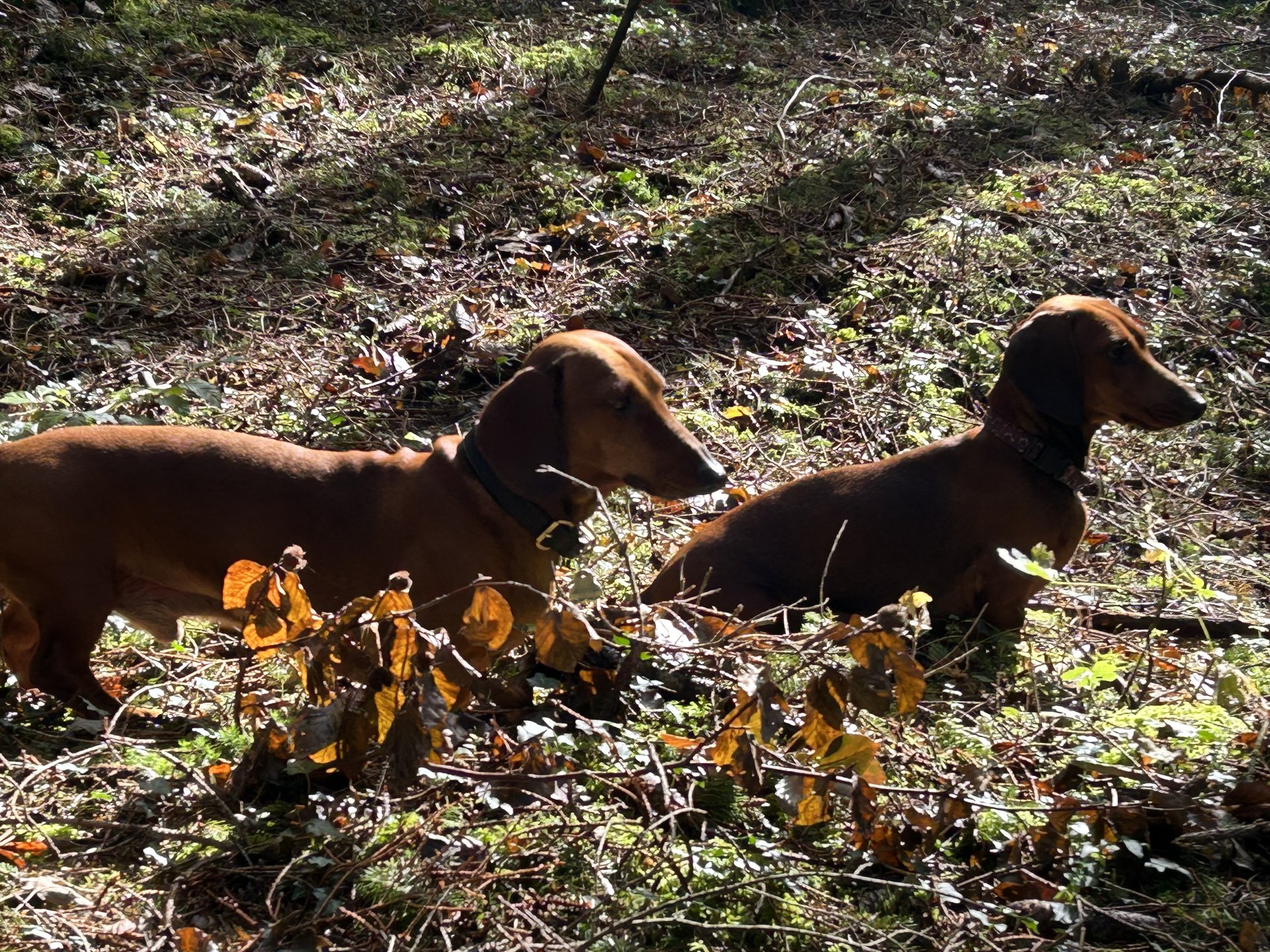 Bild von Hund 31