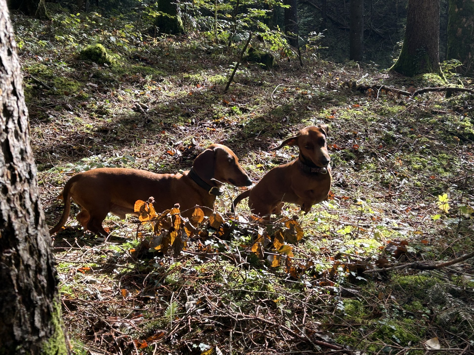 Bild von Hund 117
