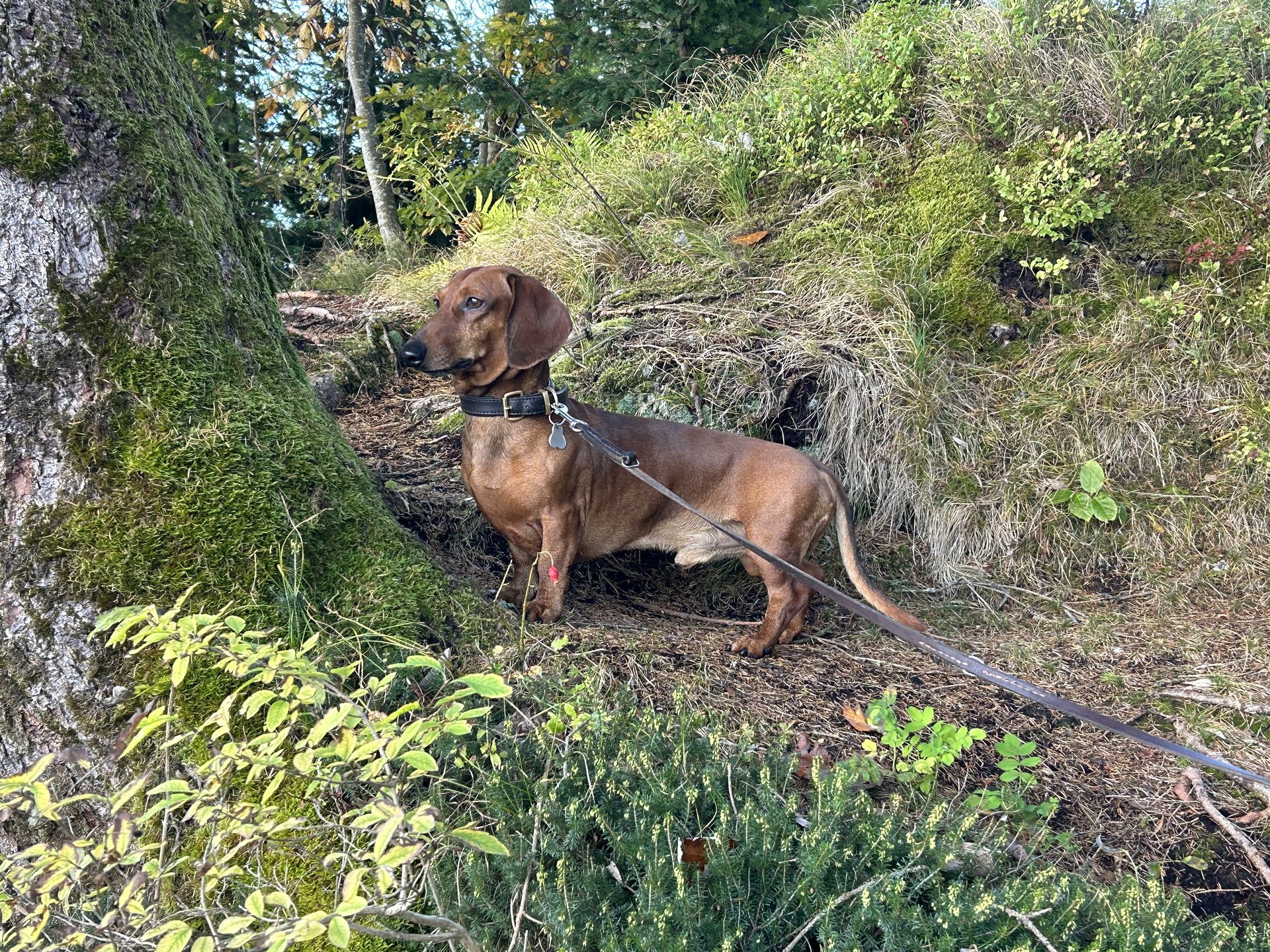 Bild von Hund 28