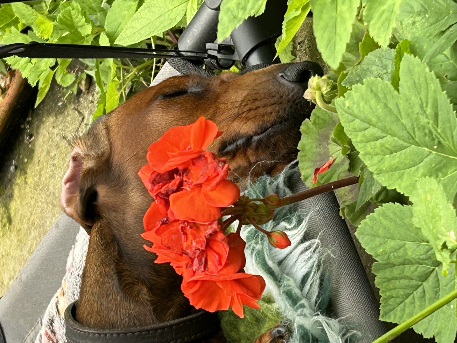Bild von Hund 23