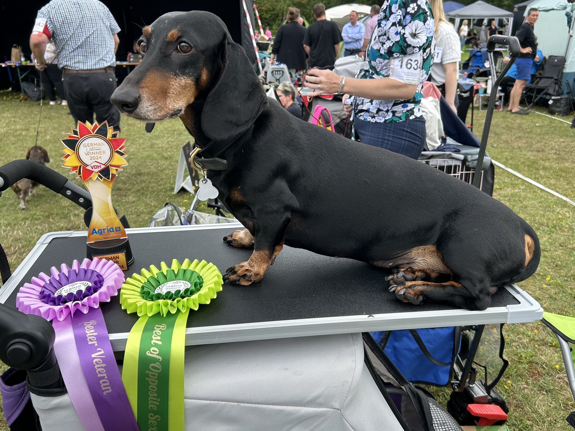 Bild von Hund 68