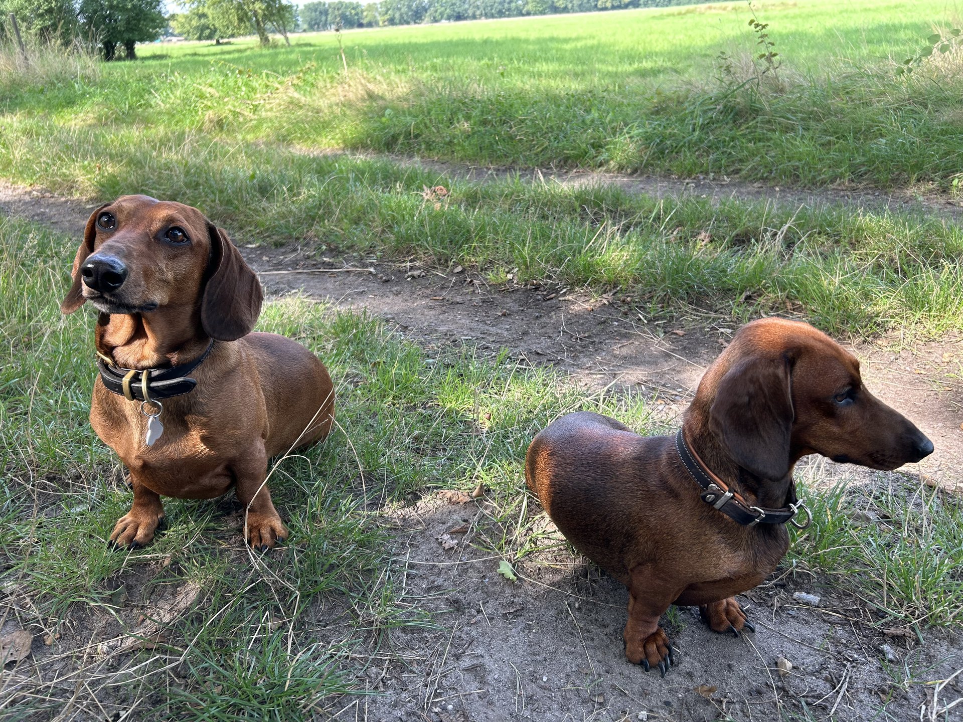Bild von Hund 86