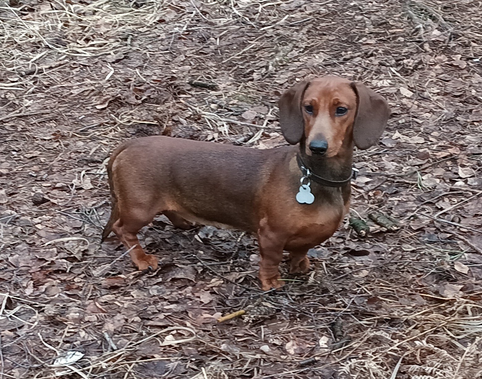 Bild von Hund 136