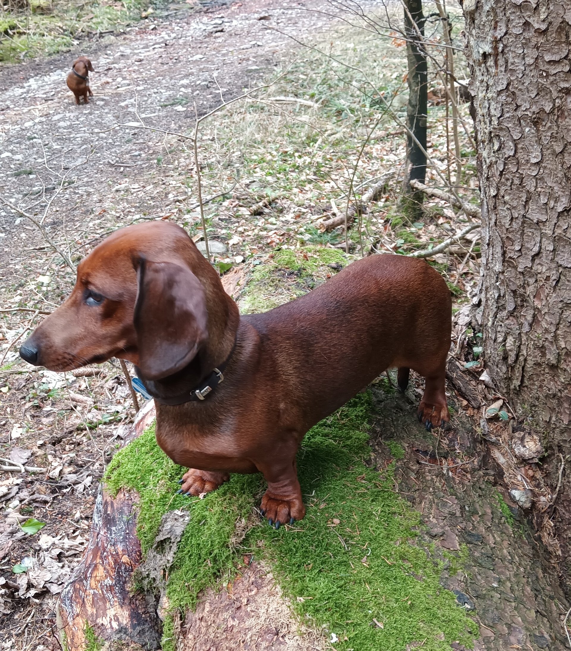 Bild von Hund 39