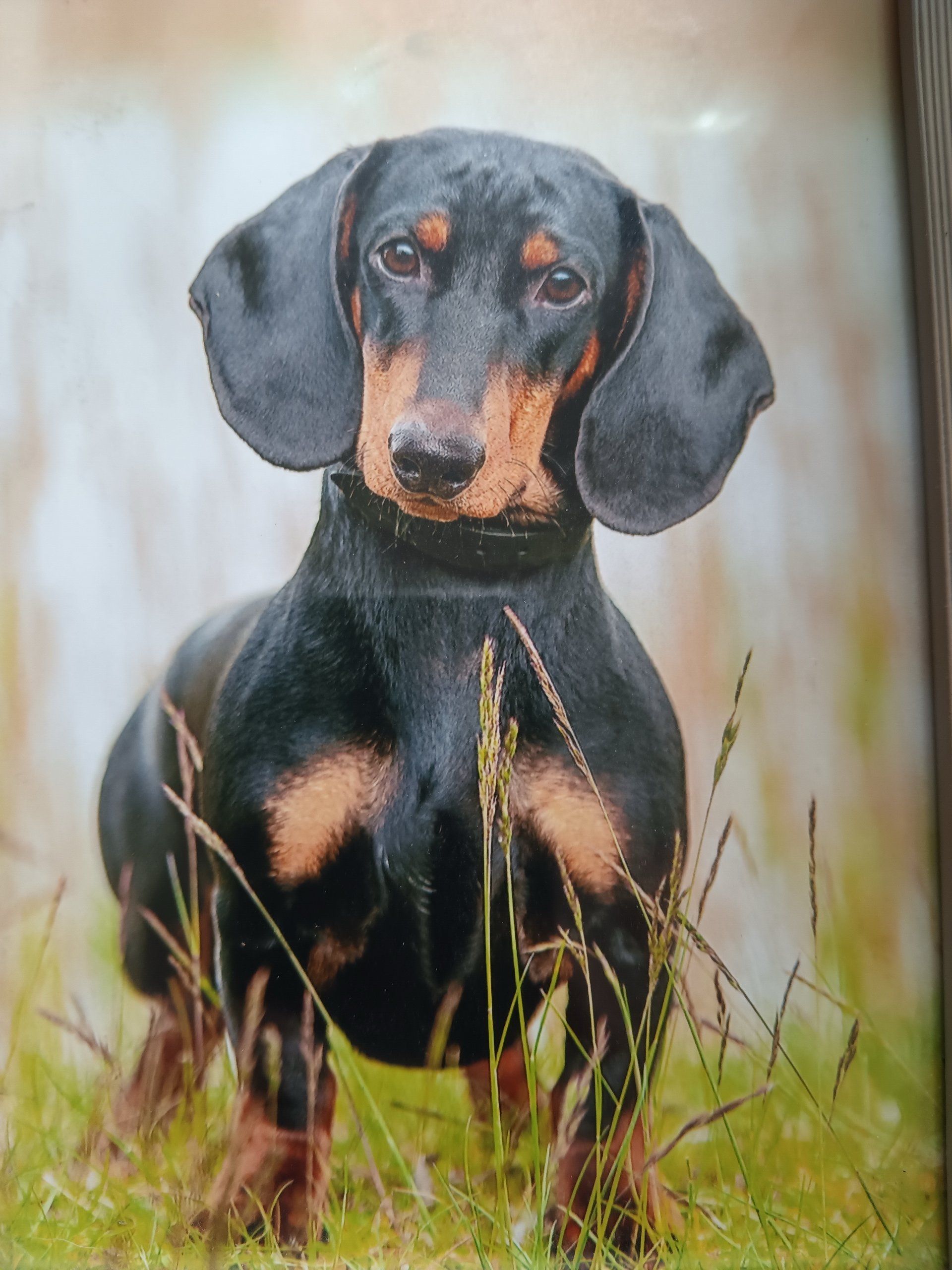 Bild von Hund 102