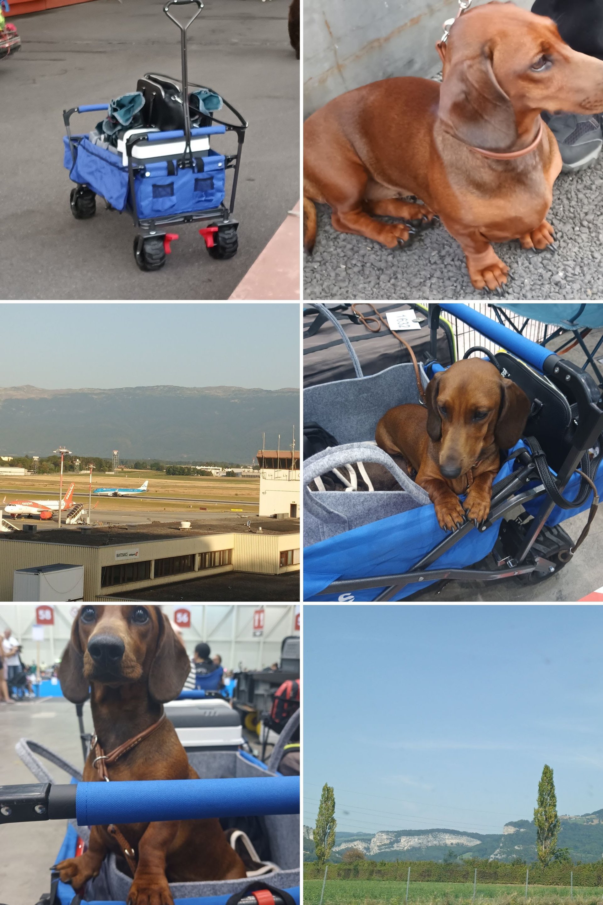 Bild von Hund 103