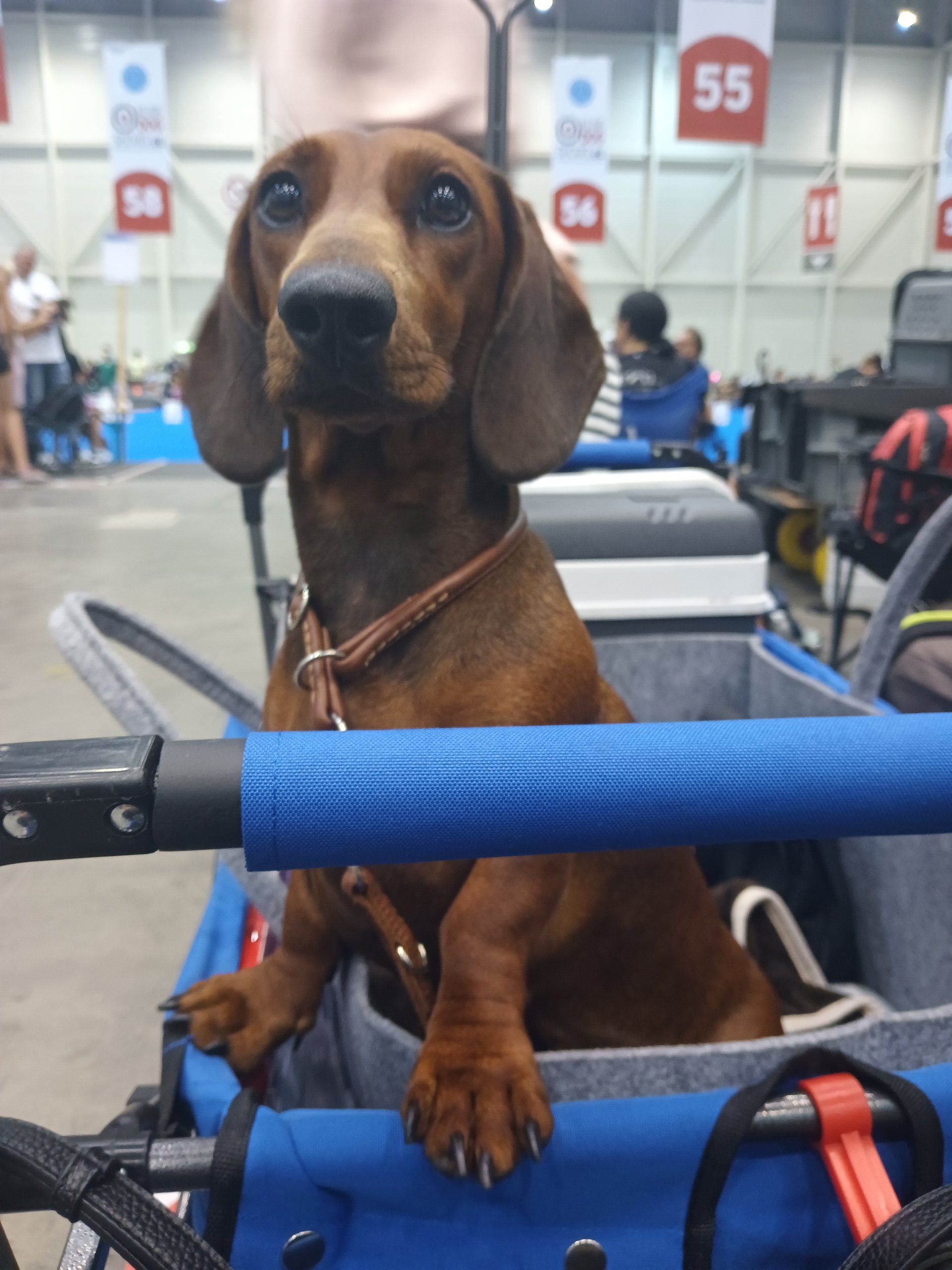 Bild von Hund 118