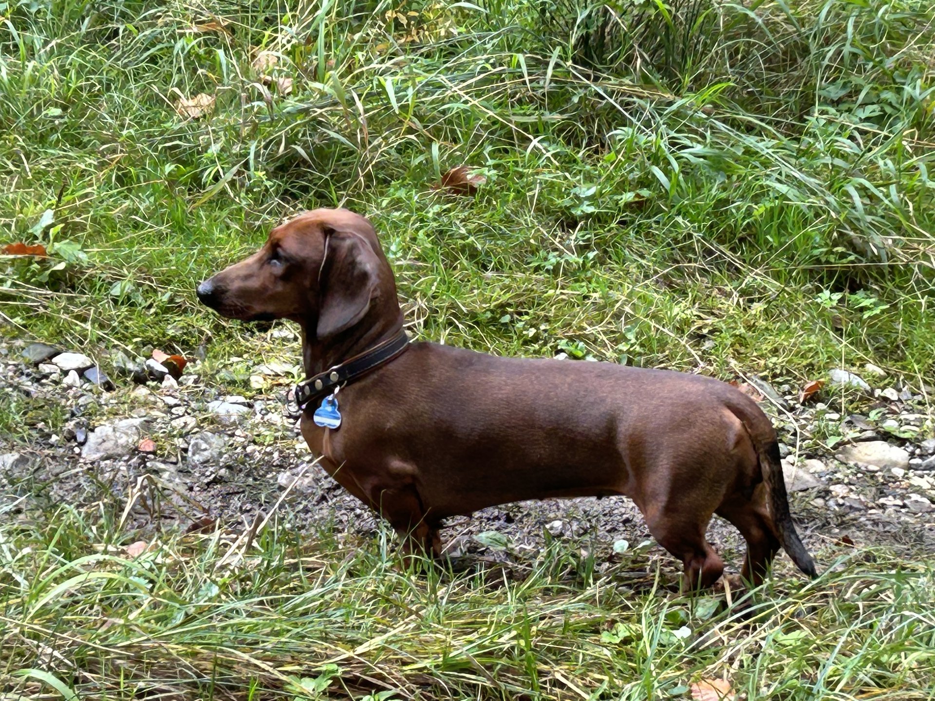 Bild von Hund 30