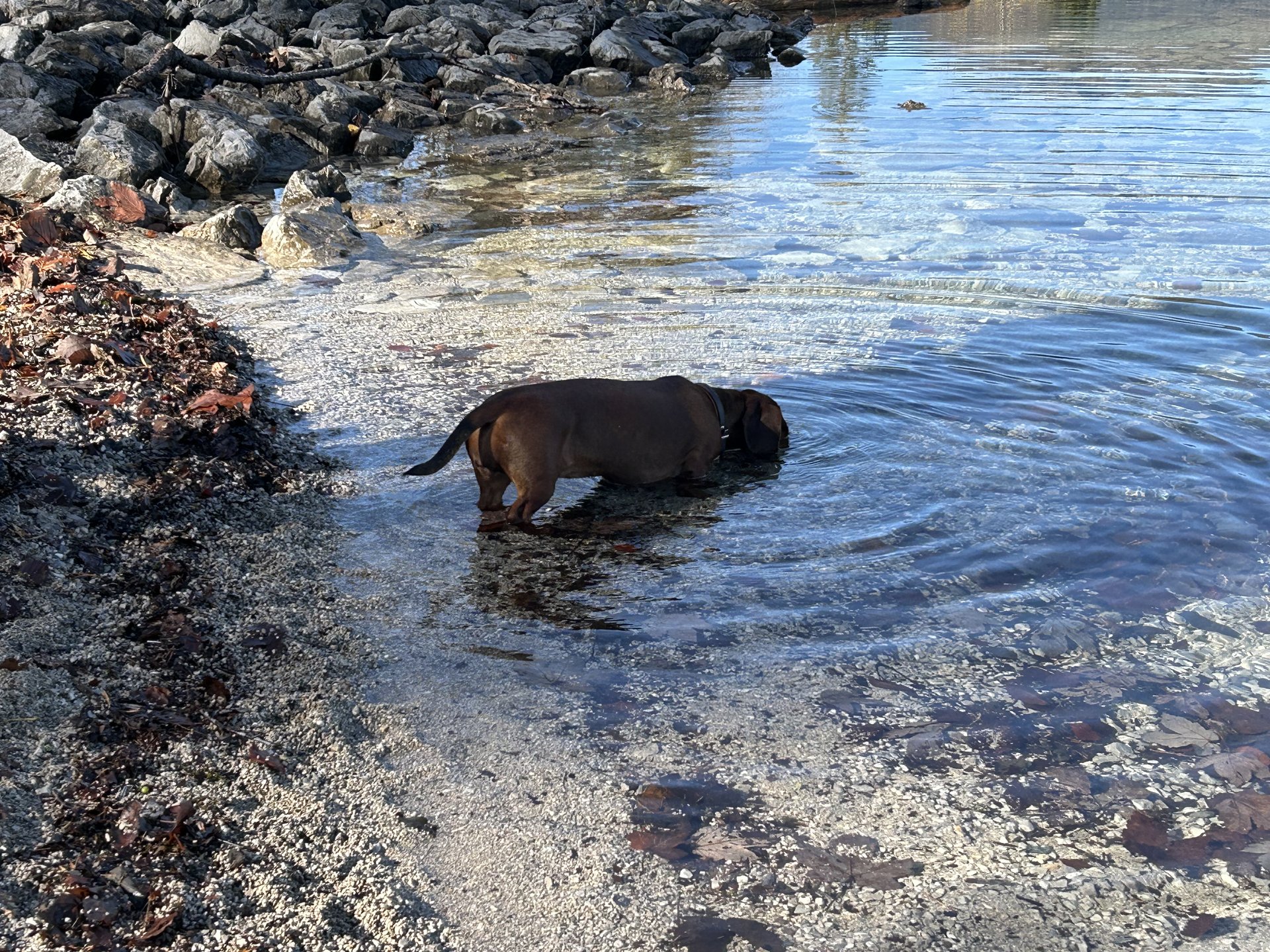 Bild von Hund 17