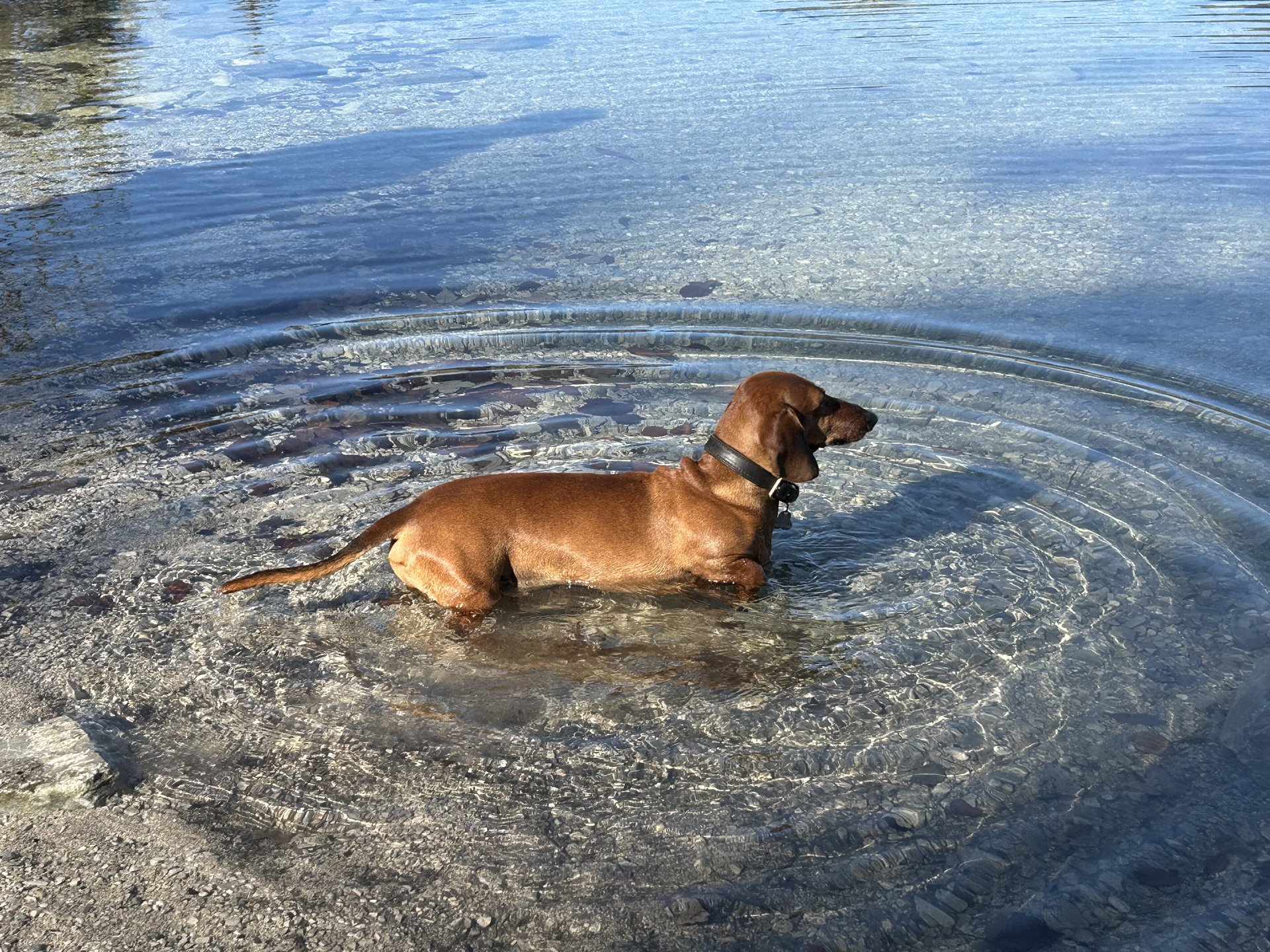 Bild von Hund 69