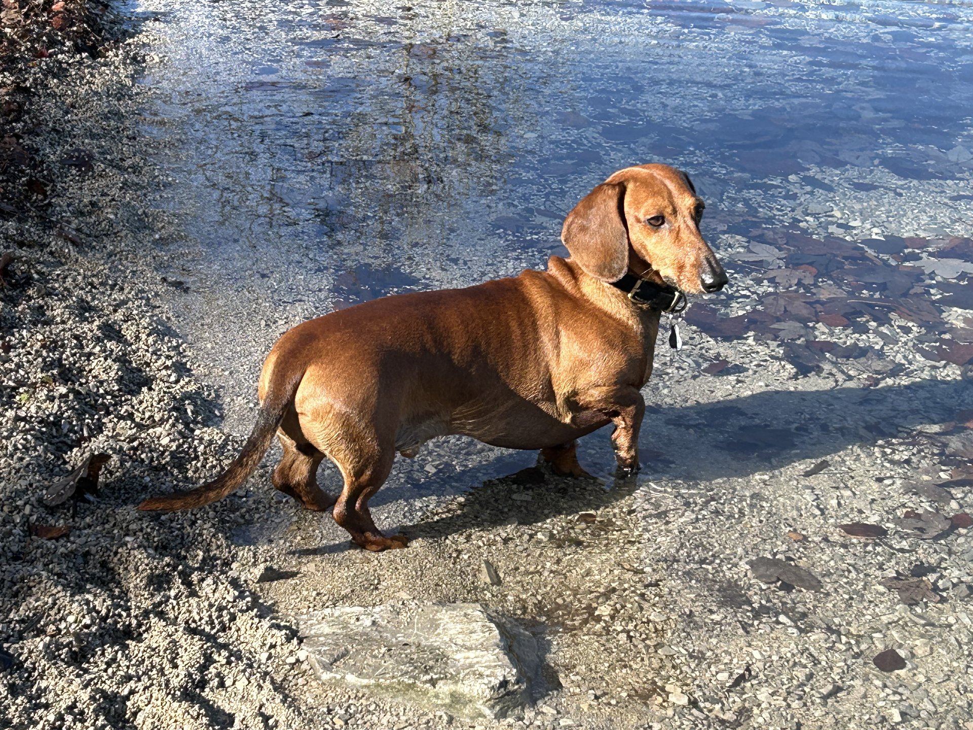 Bild von Hund 22