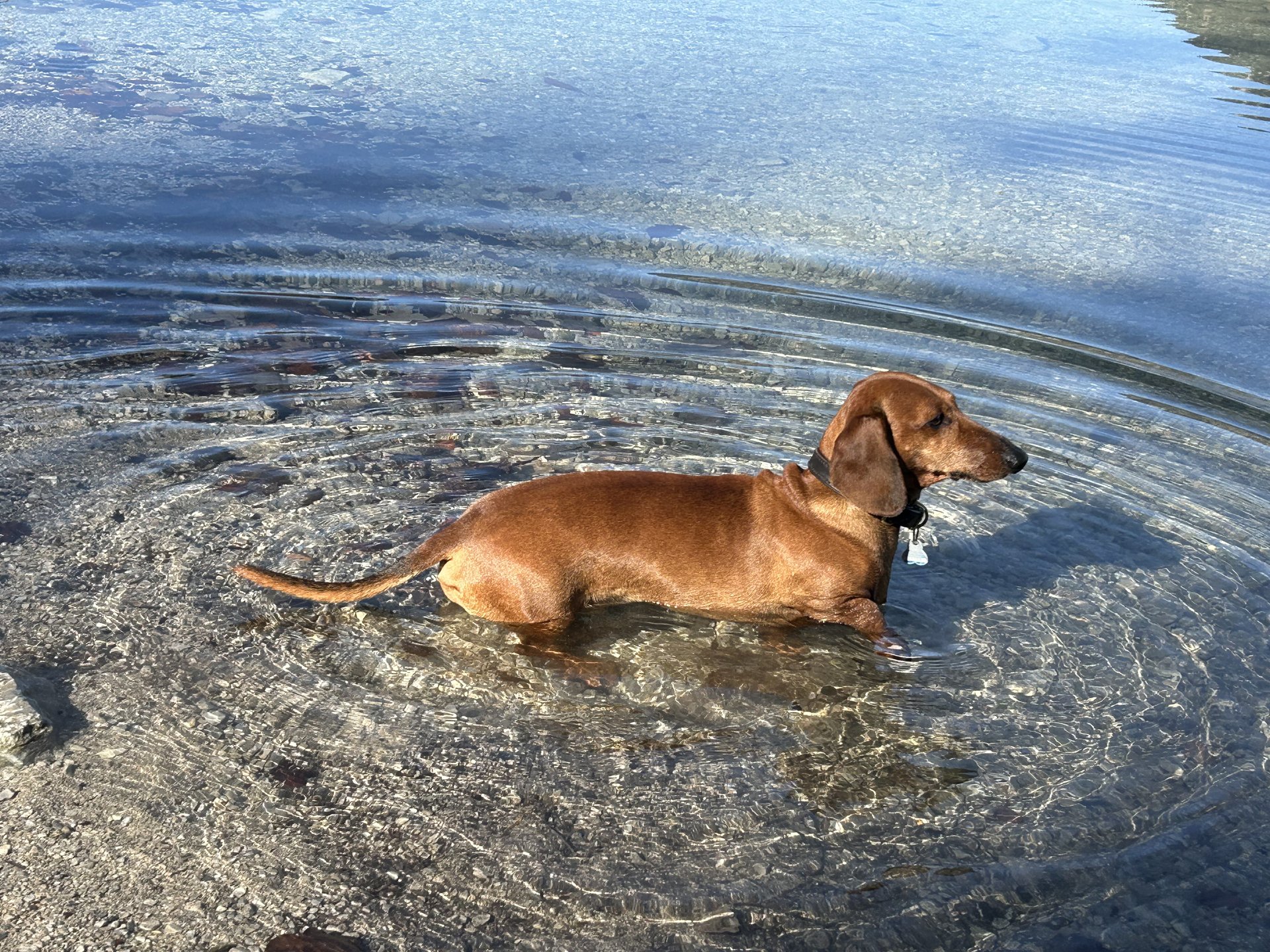 Bild von Hund 93