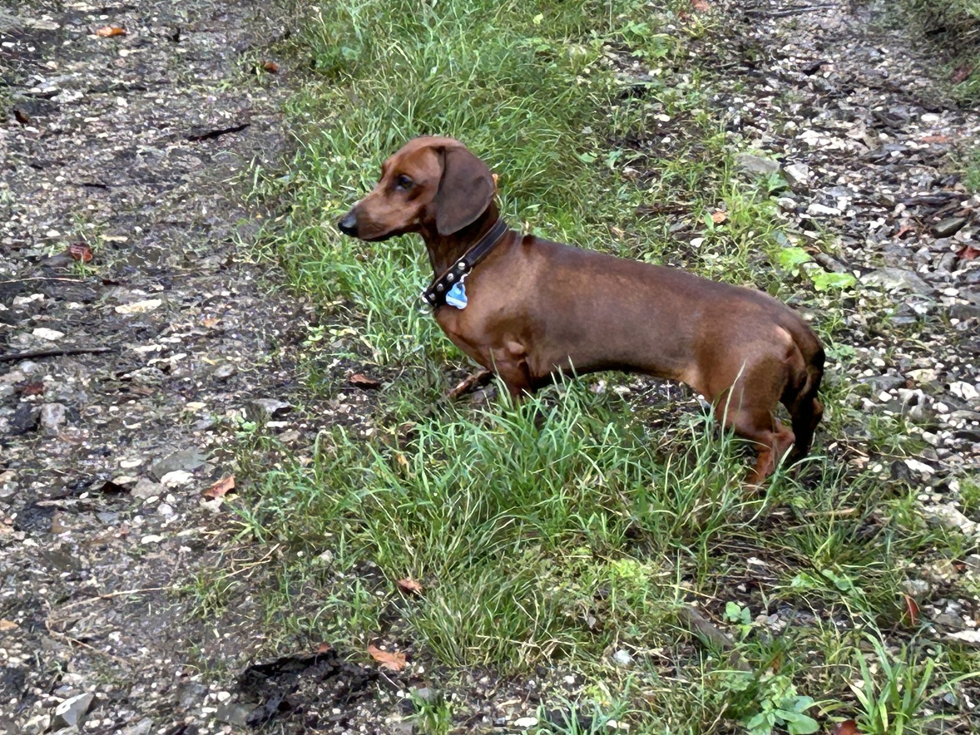 Bild von Hund 38