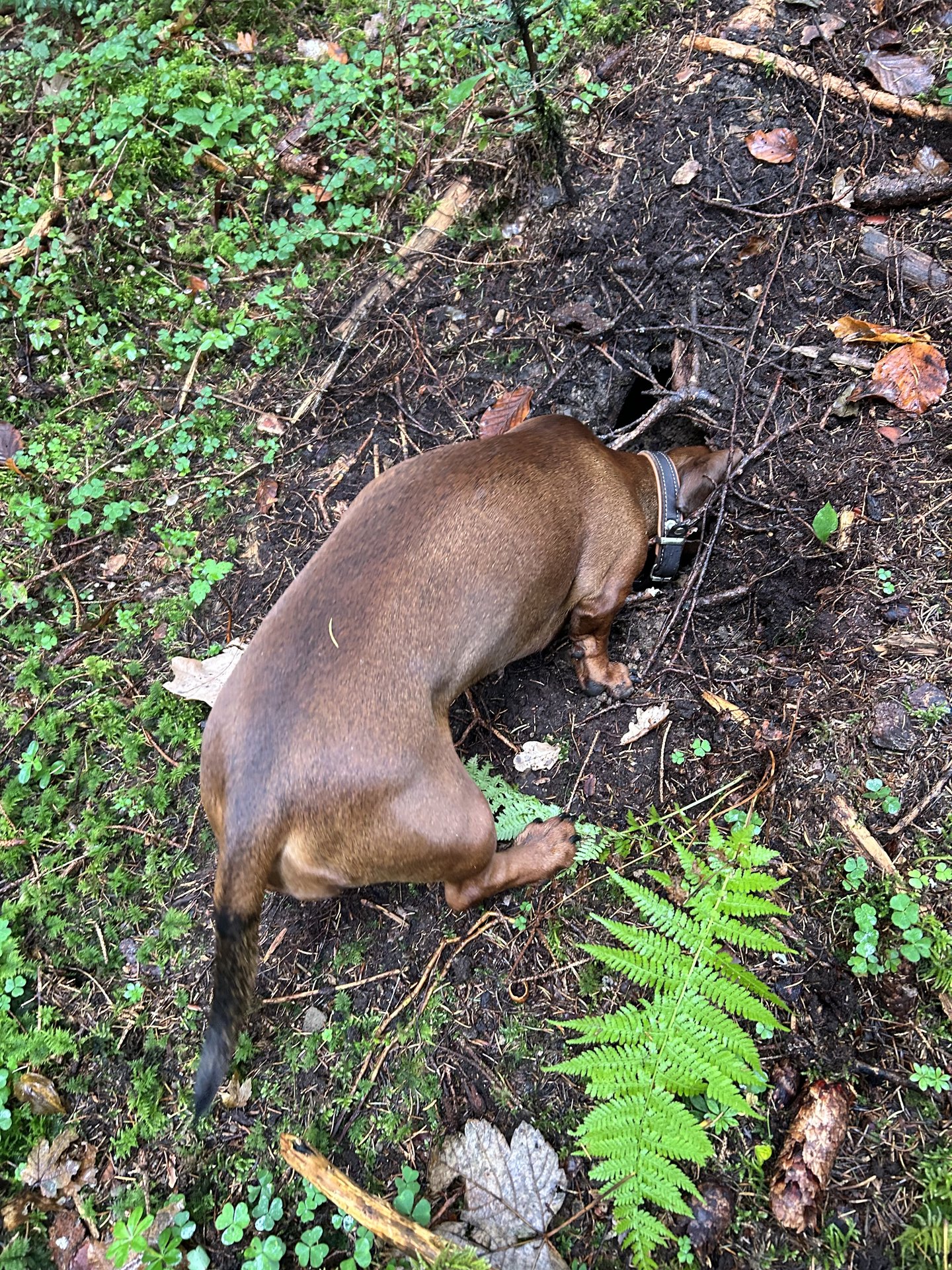 Bild von Hund 5
