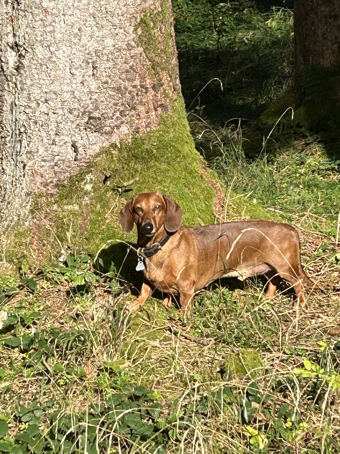 Bild von Hund 92