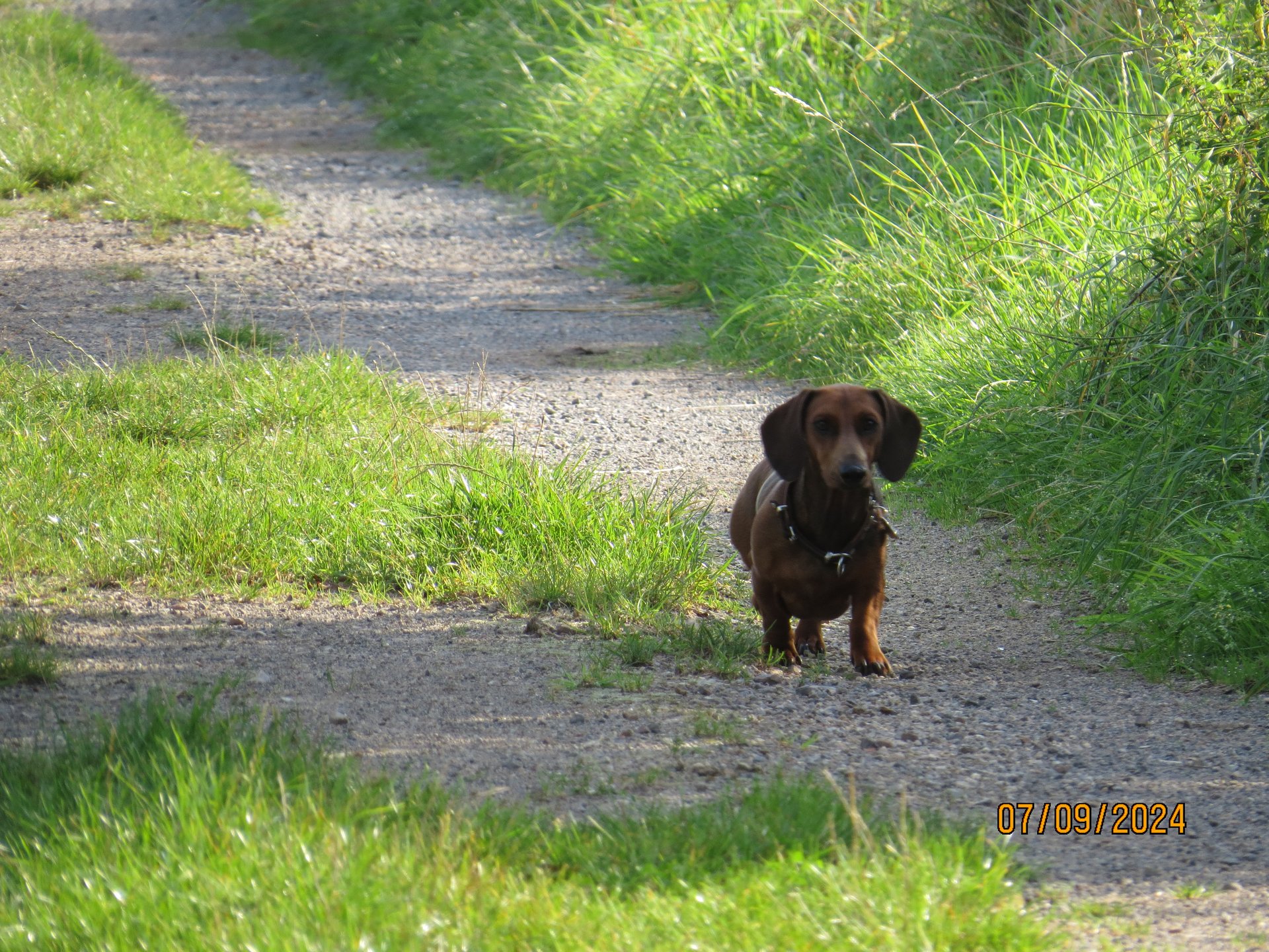 Bild von Hund 90