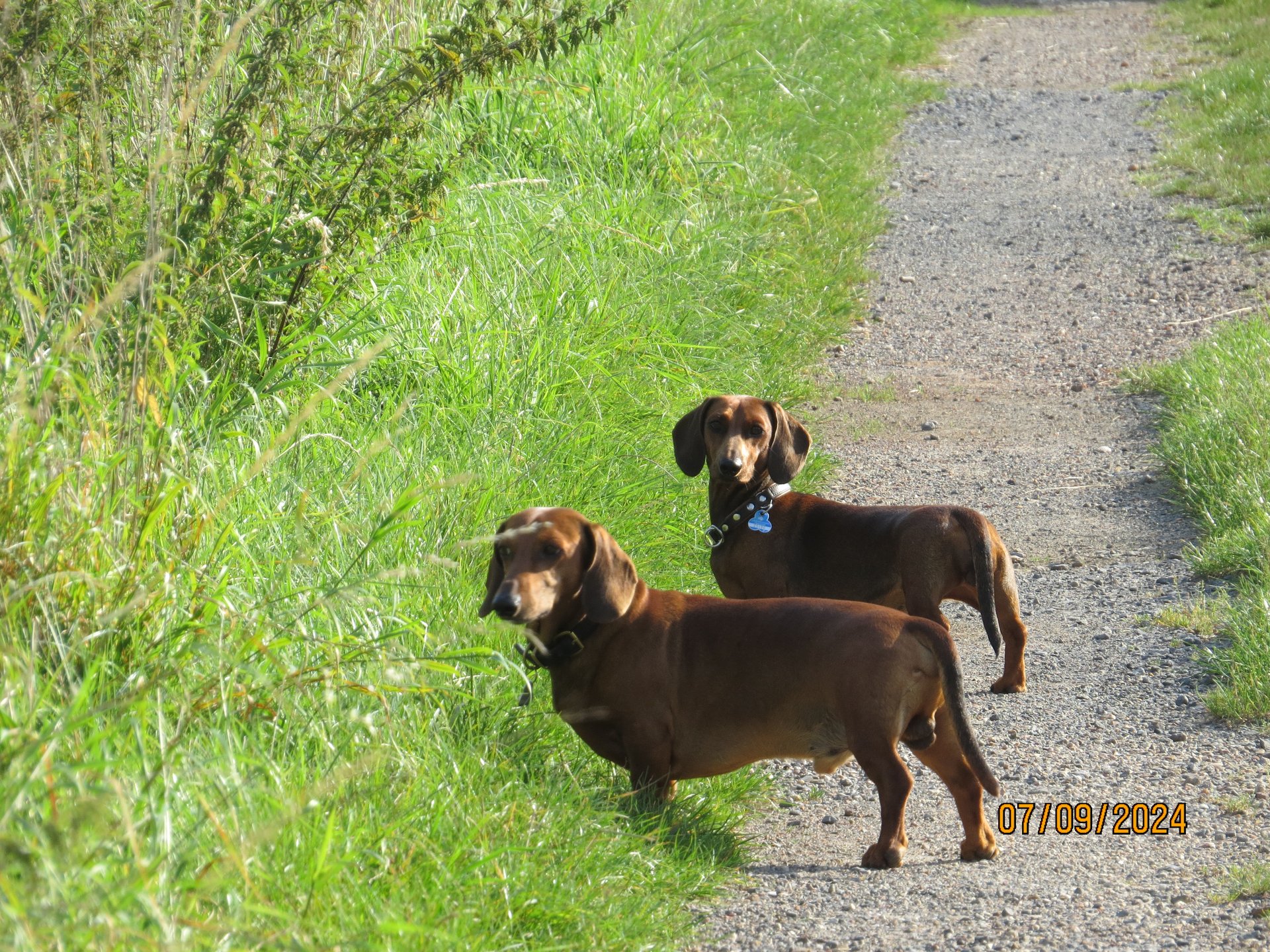 Bild von Hund 101