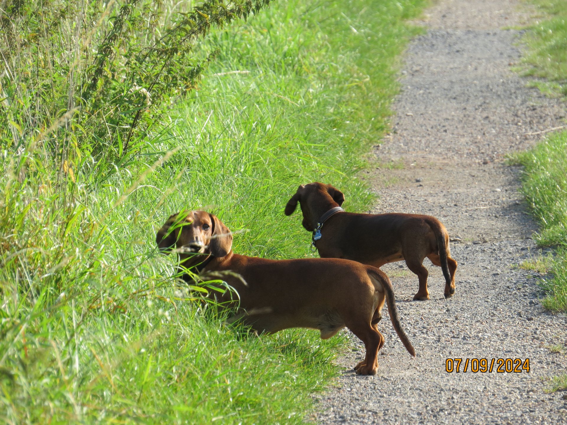 Bild von Hund 78