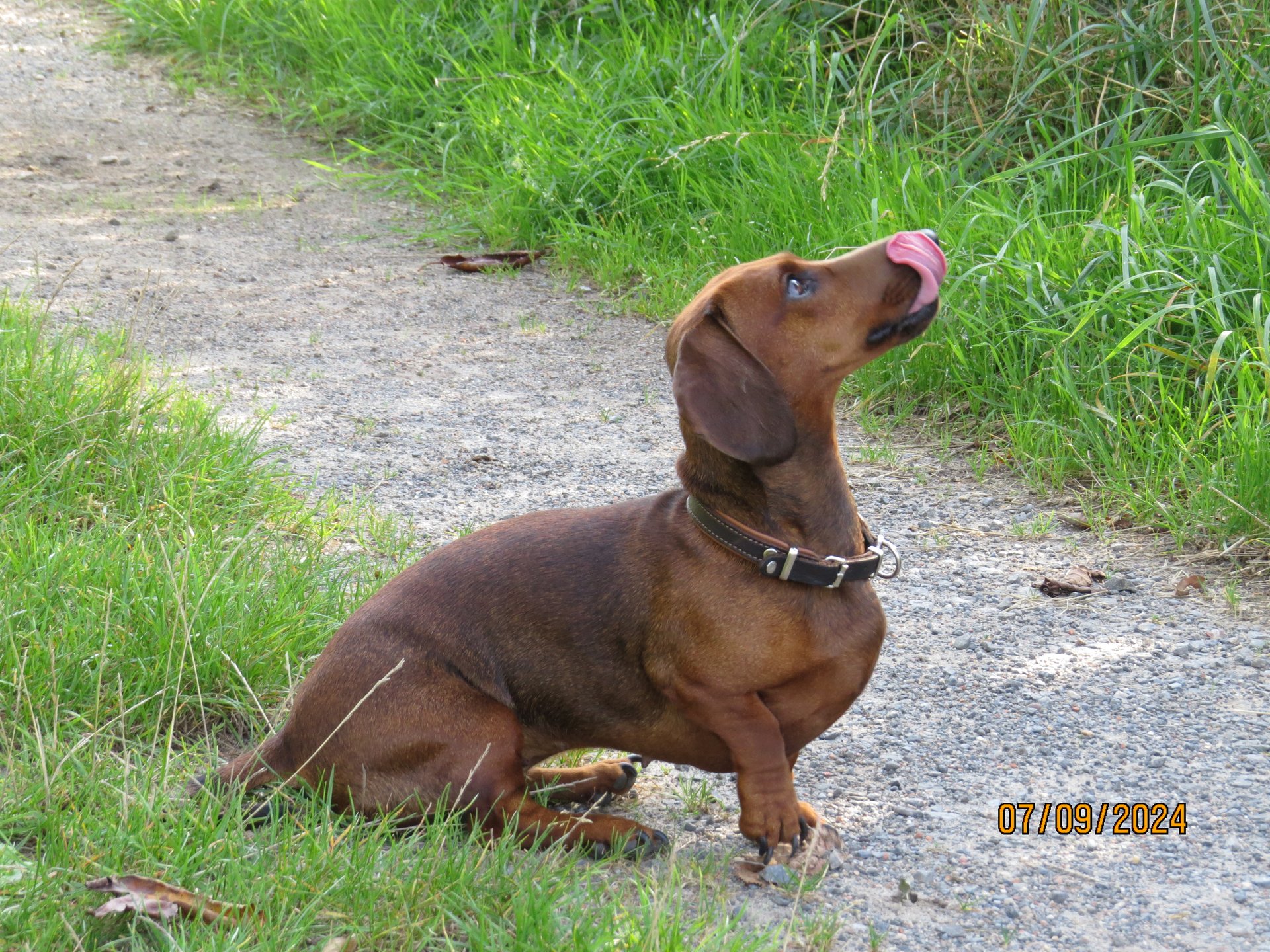 Bild von Hund 84