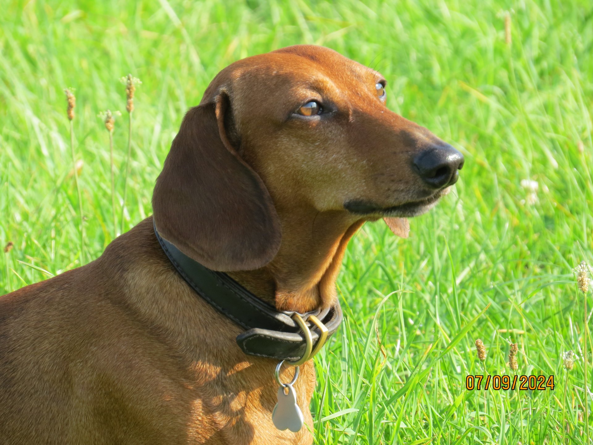 Bild von Hund 100