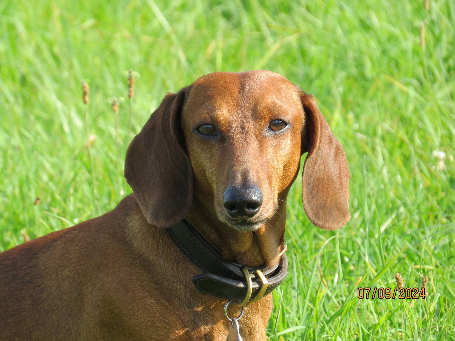 Bild von Hund 129