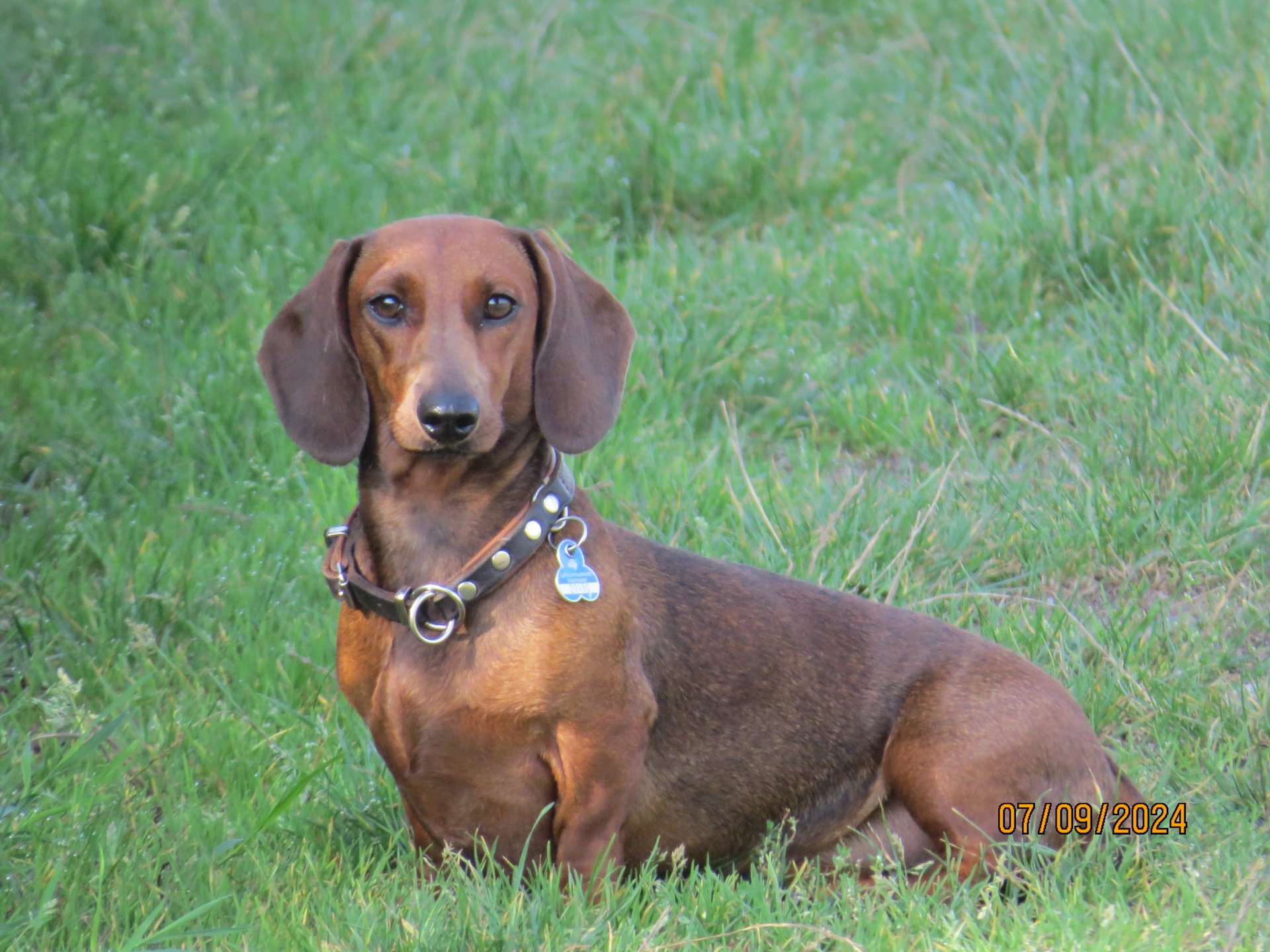 Bild von Hund 15