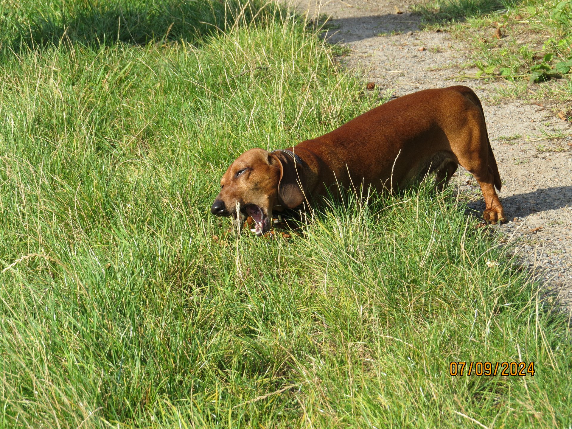 Bild von Hund 122