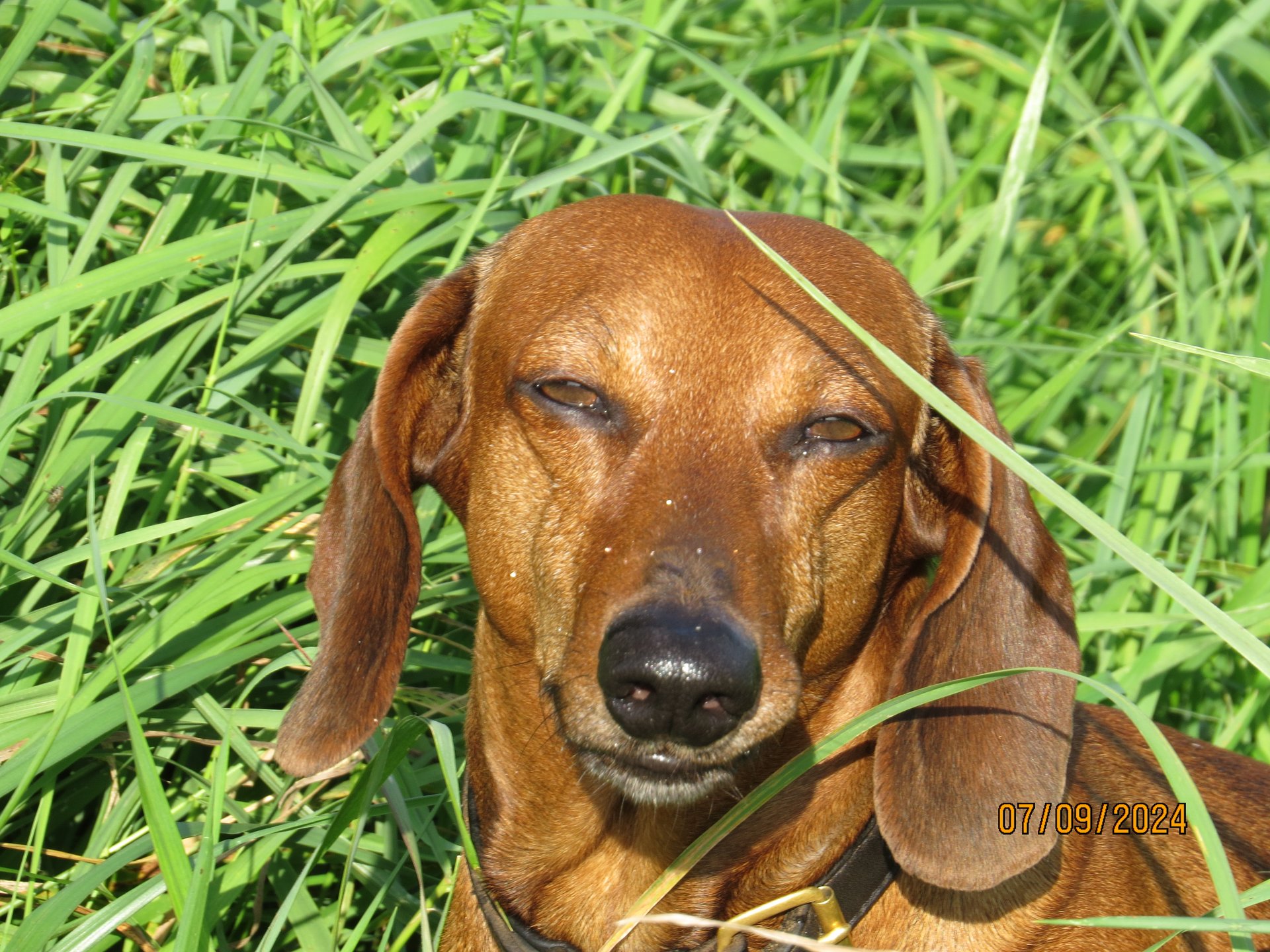 Bild von Hund 14