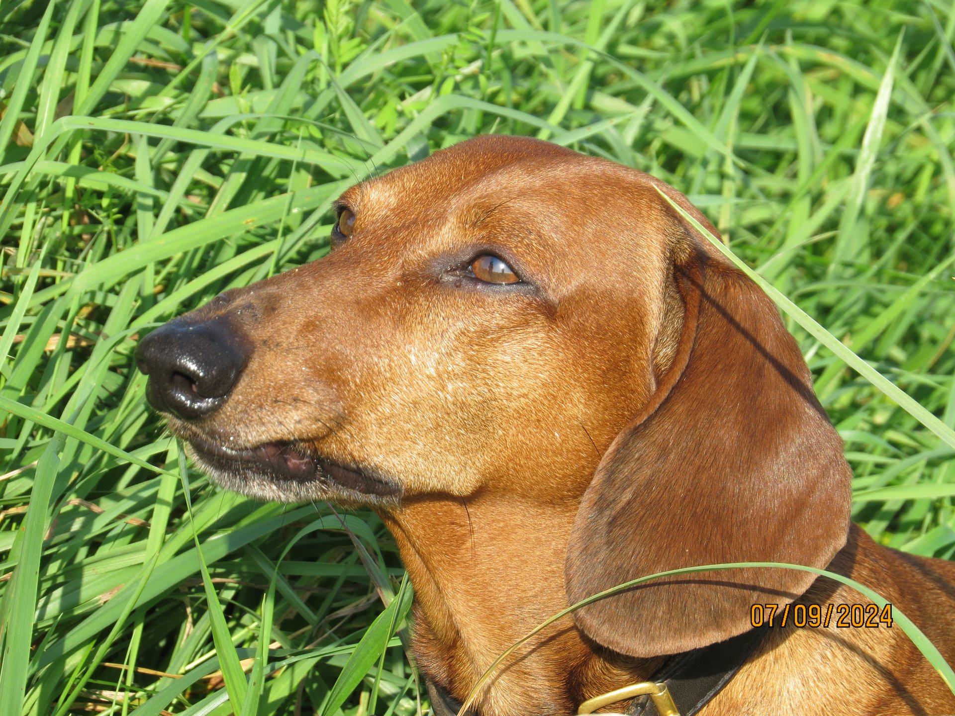 Bild von Hund 125