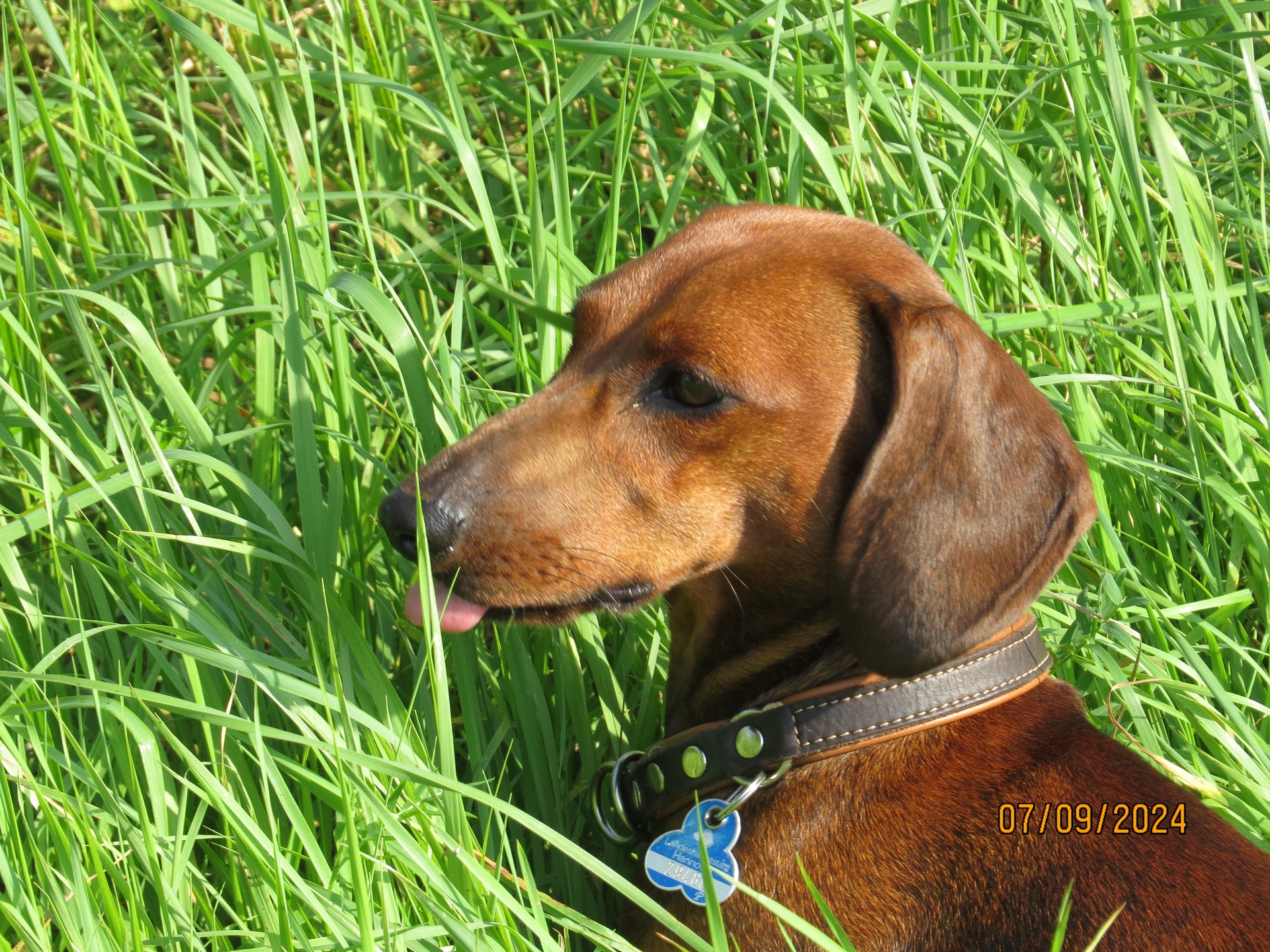 Bild von Hund 114