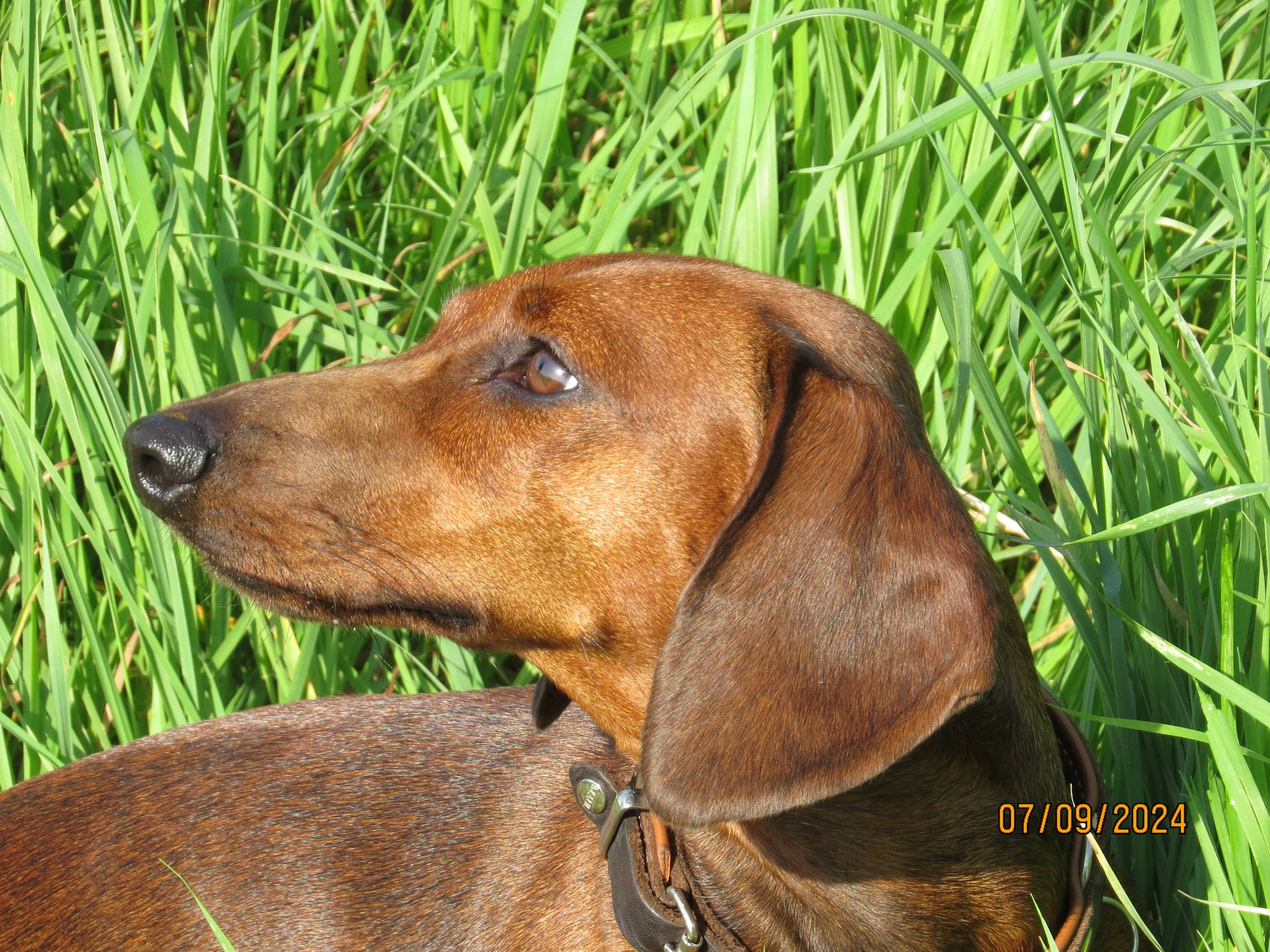 Bild von Hund 20