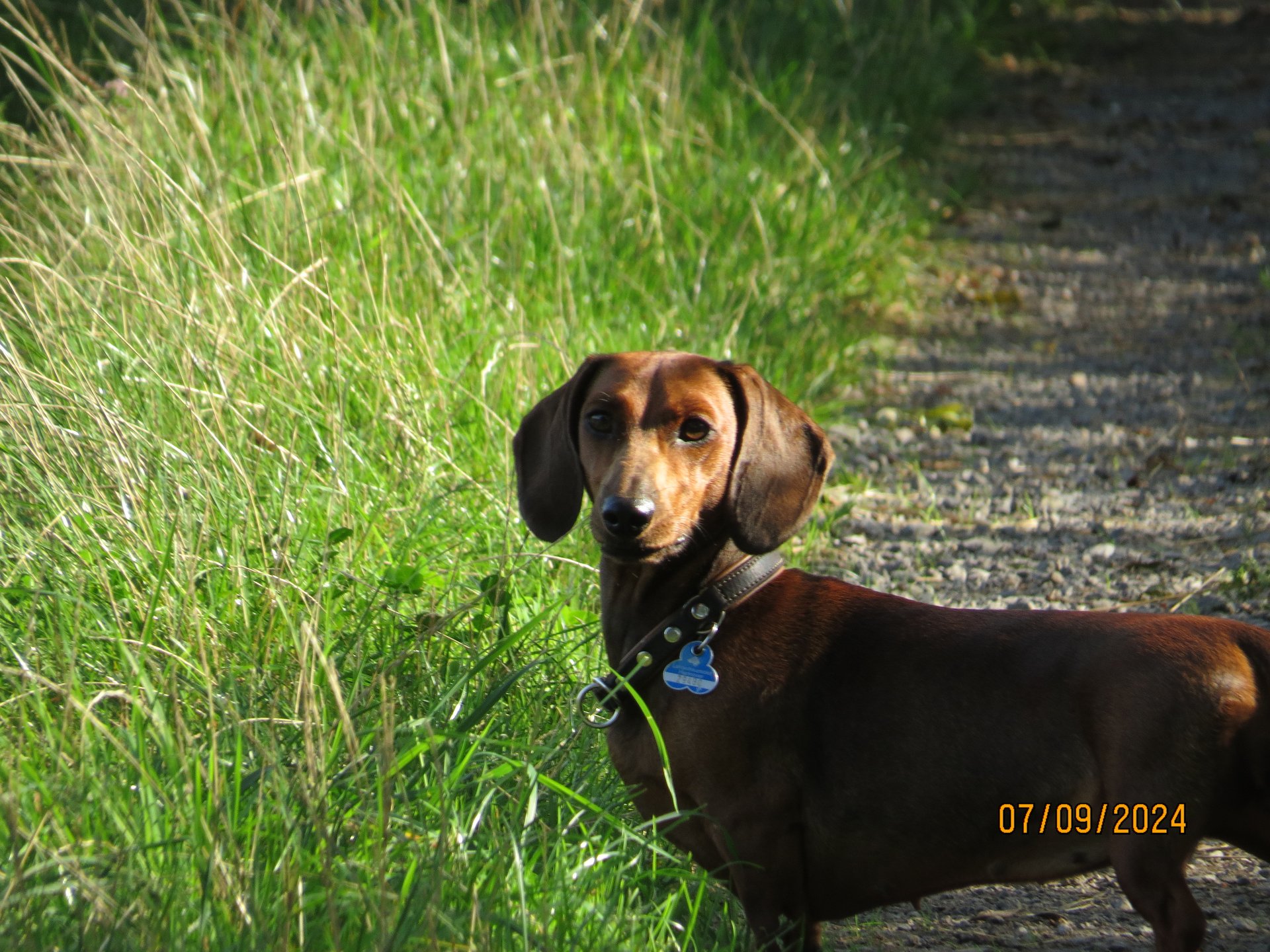 Bild von Hund 76