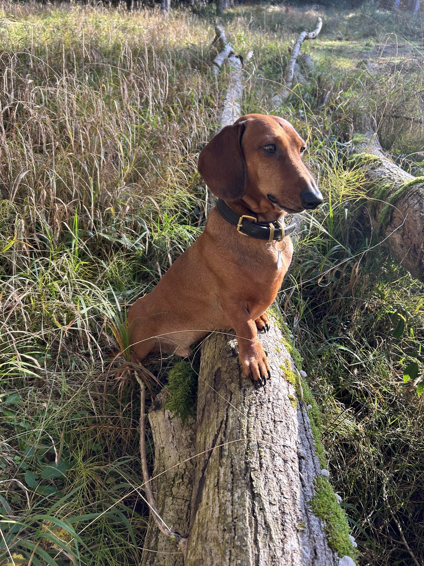 Bild von Hund 72