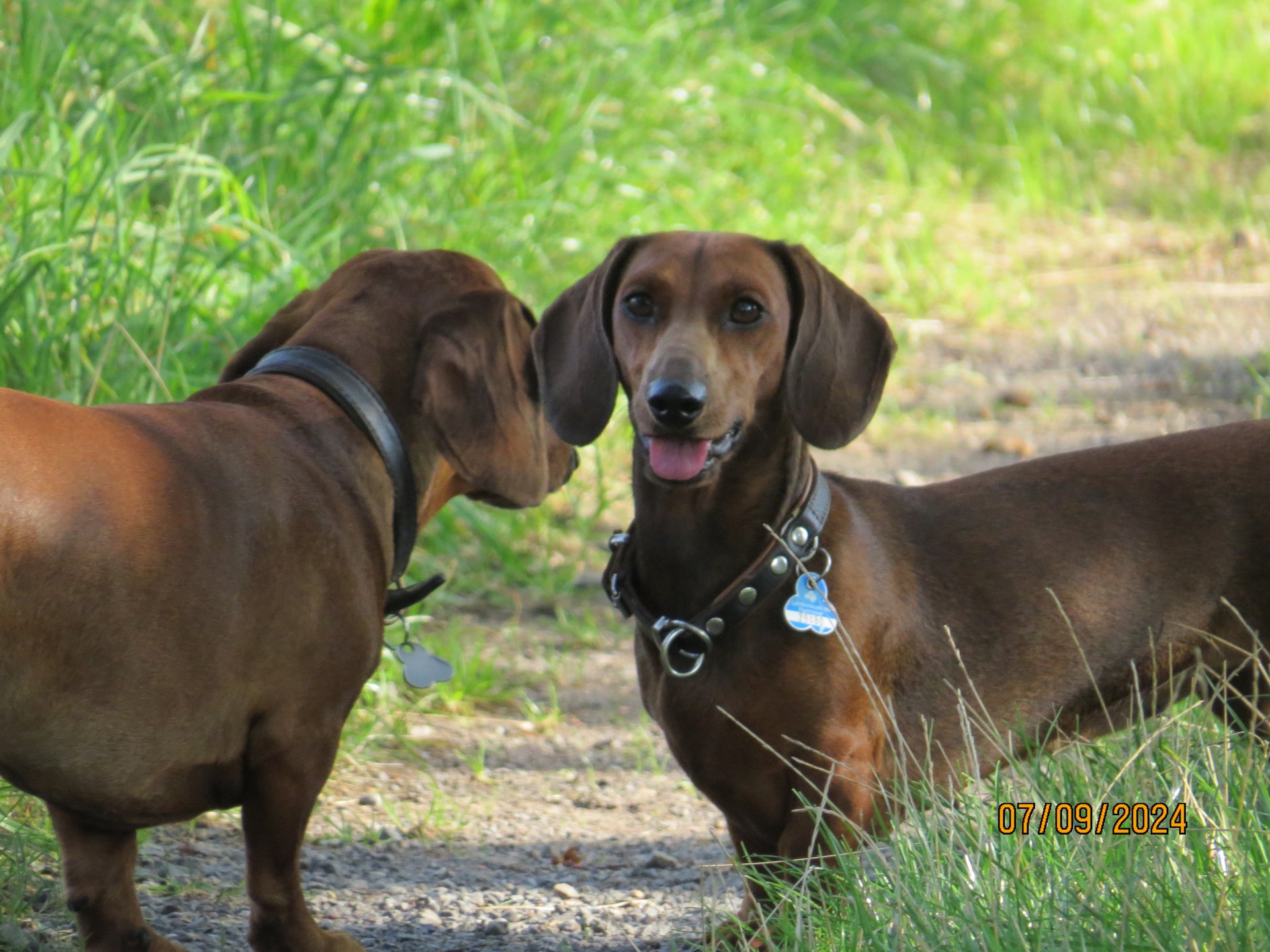 Bild von Hund 88
