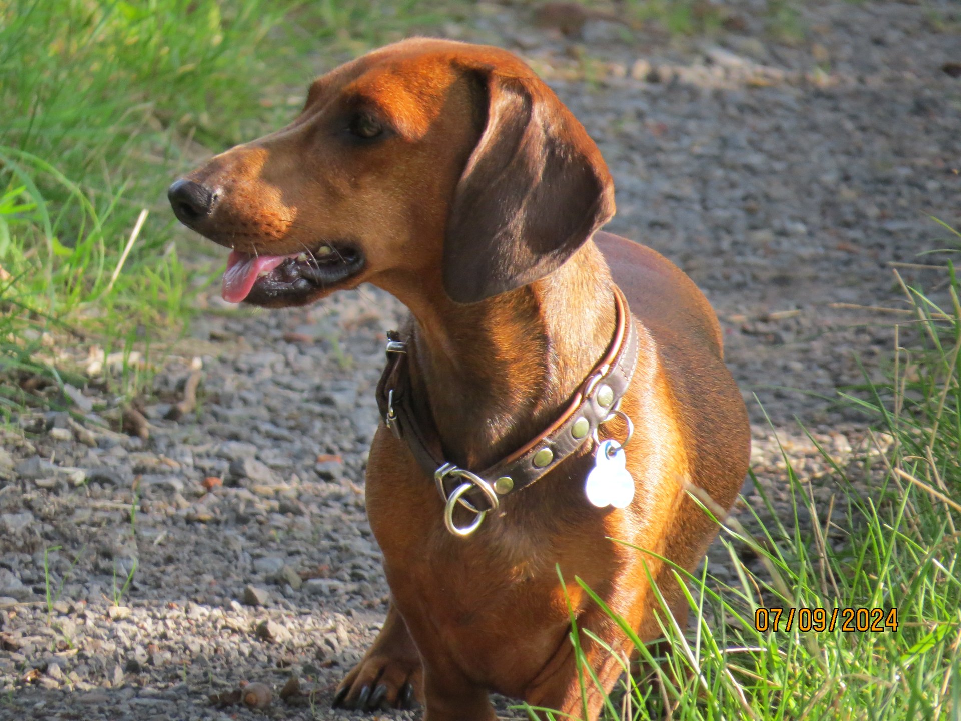 Bild von Hund 127