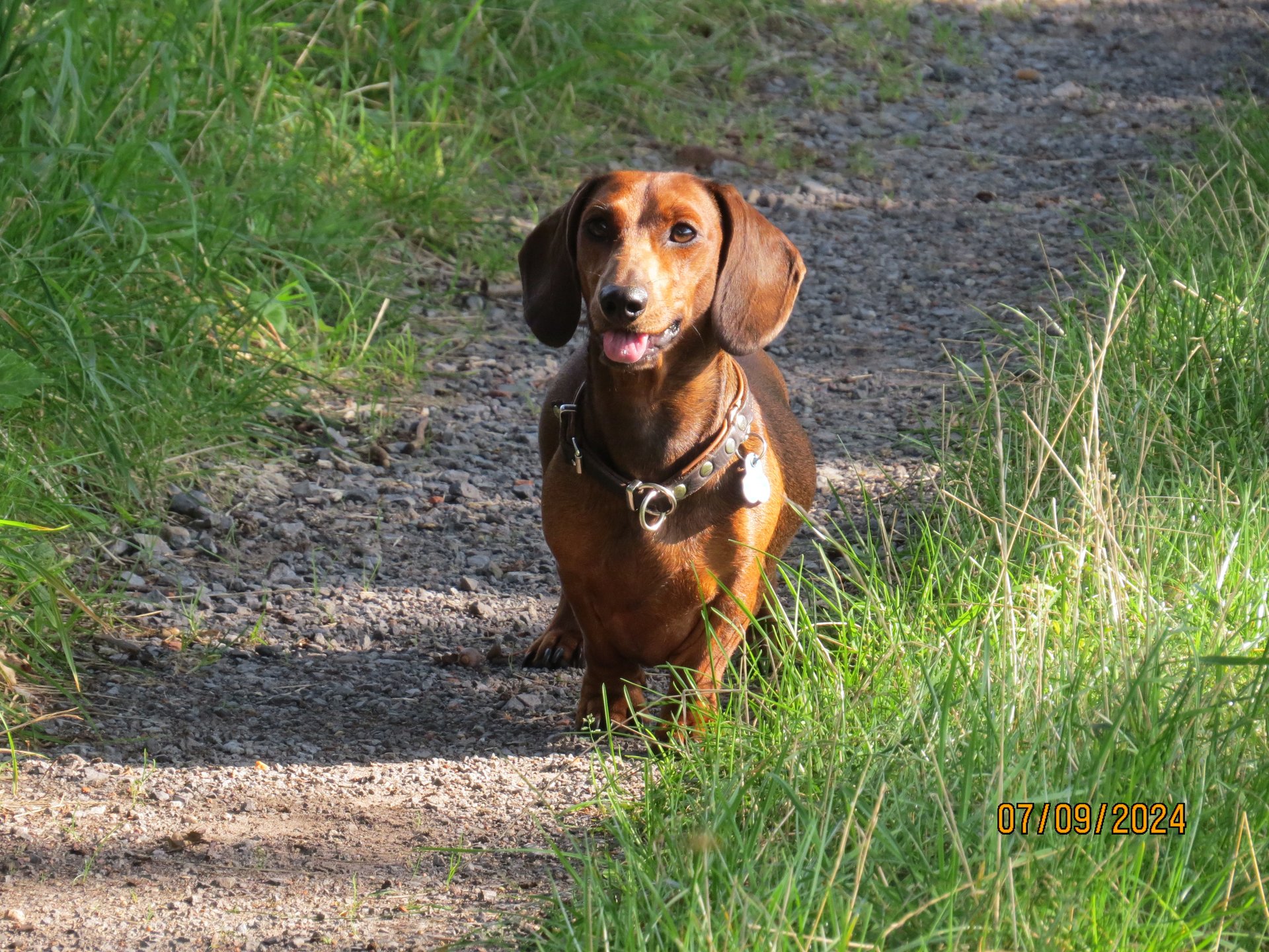 Bild von Hund 108