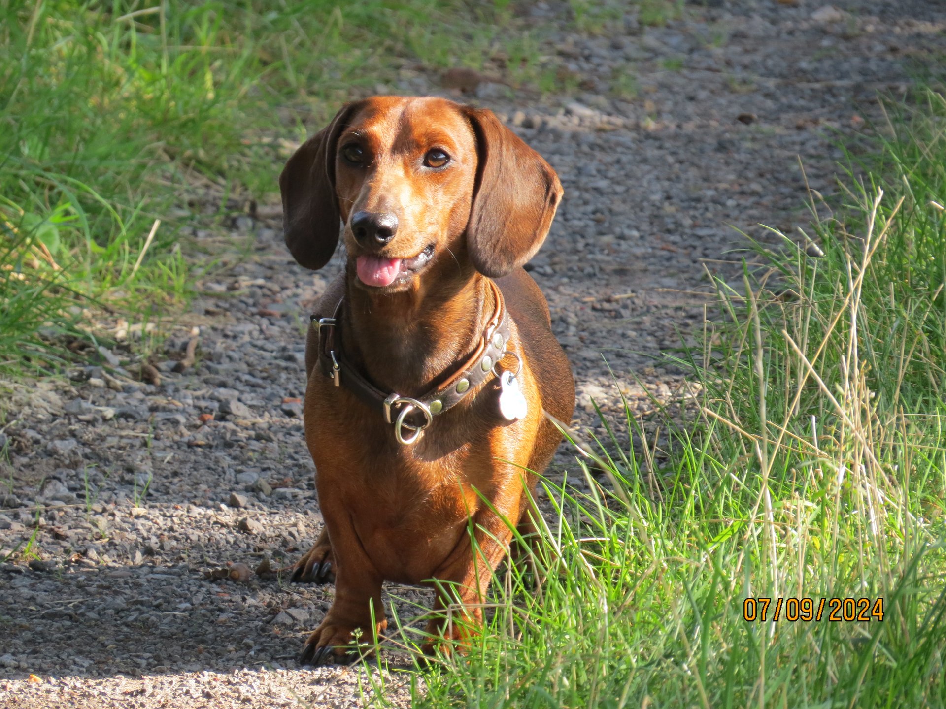 Bild von Hund 71
