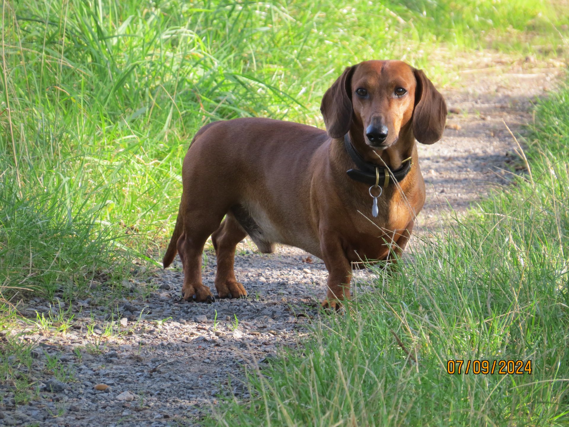 Bild von Hund 121