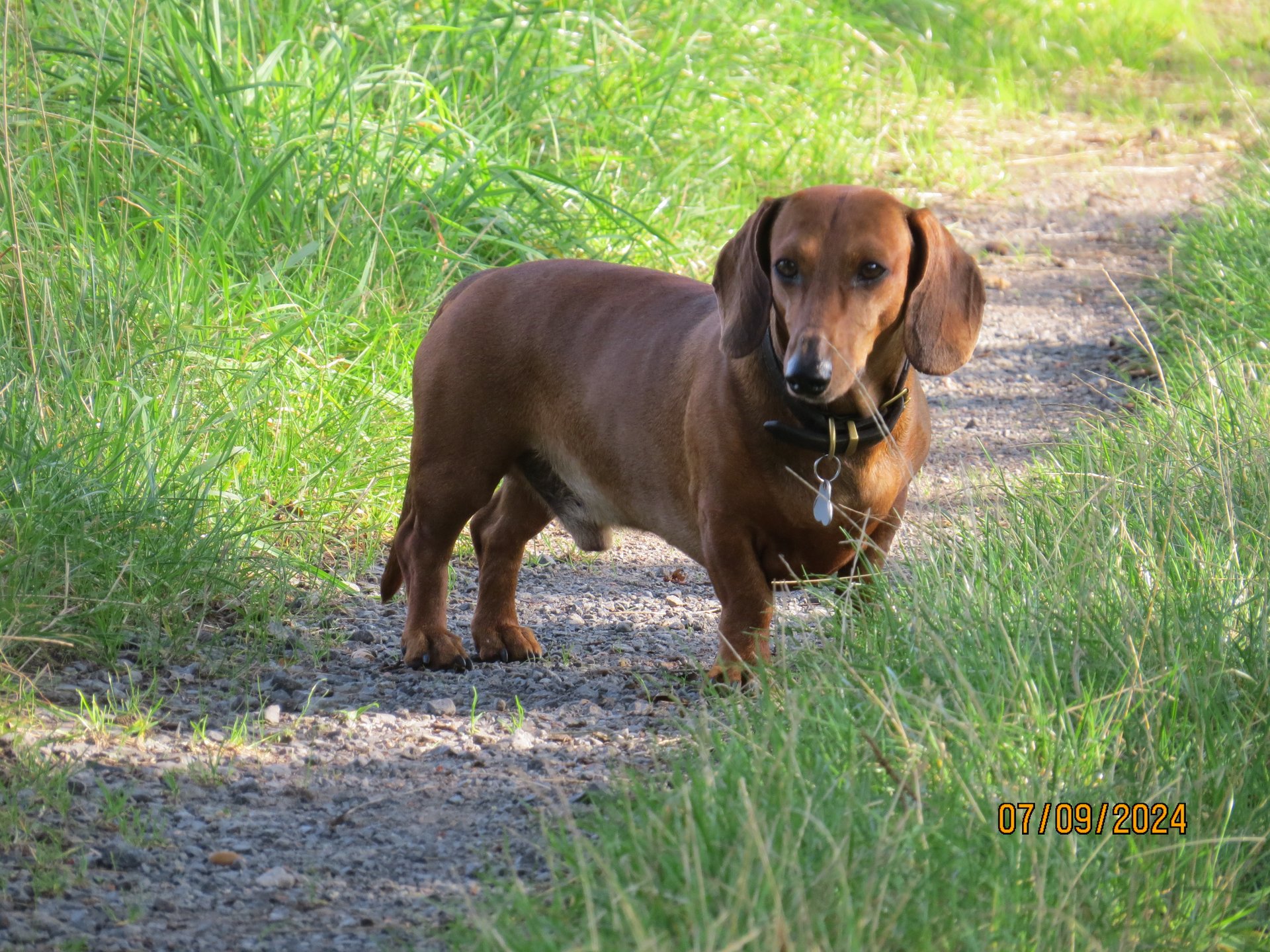 Bild von Hund 18