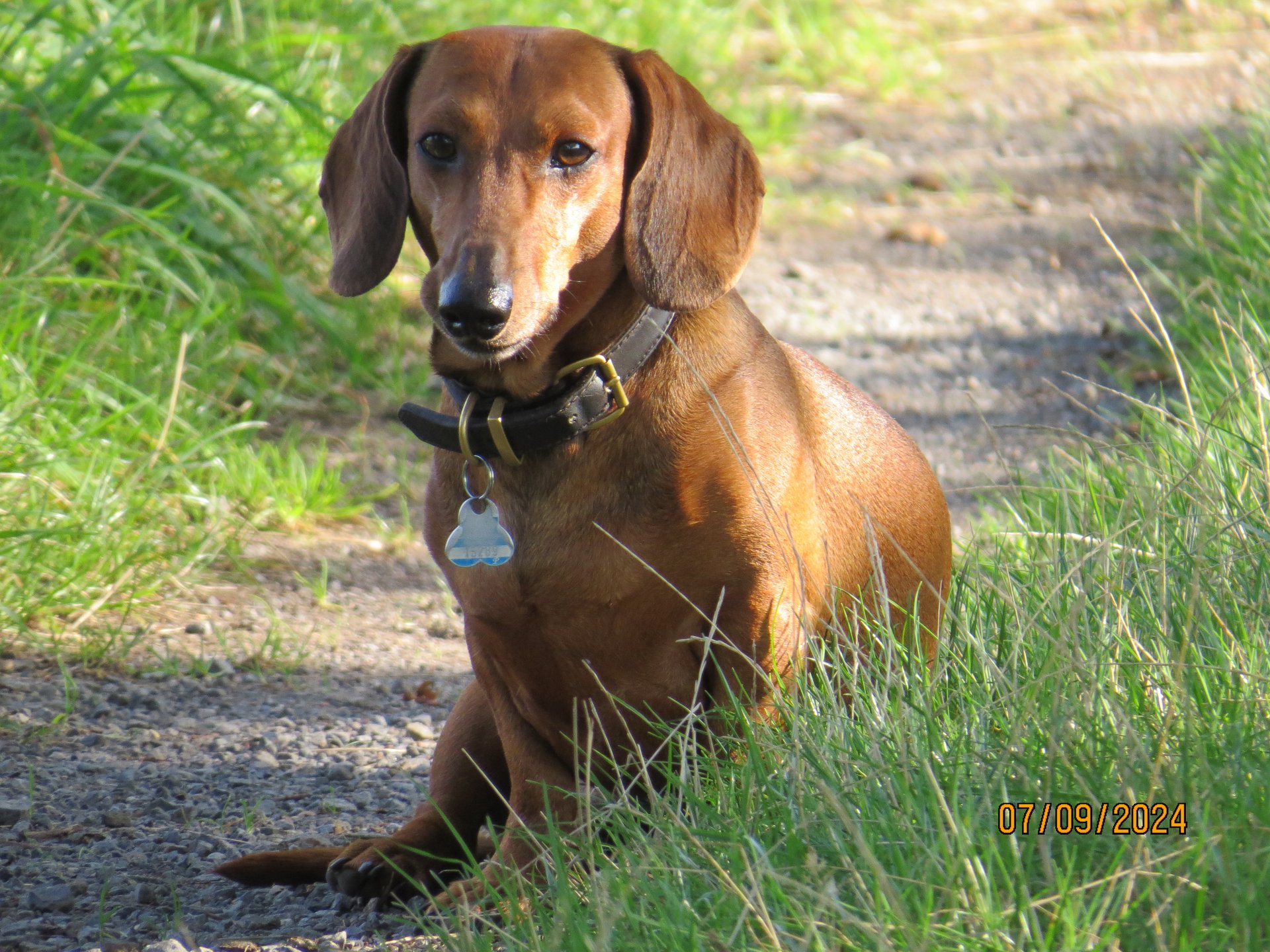 Bild von Hund 113