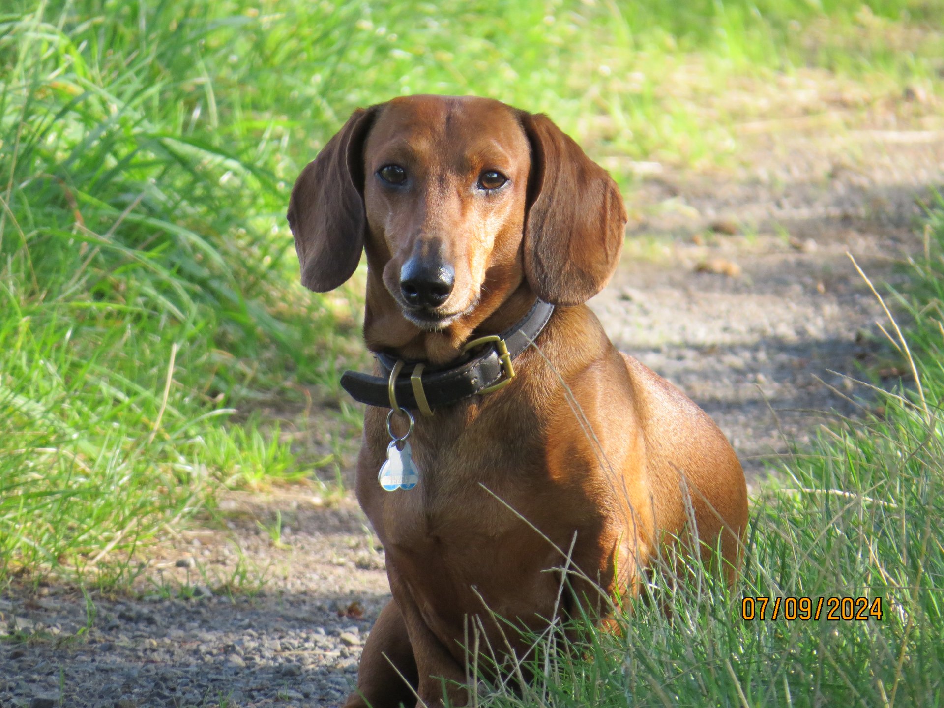 Bild von Hund 8