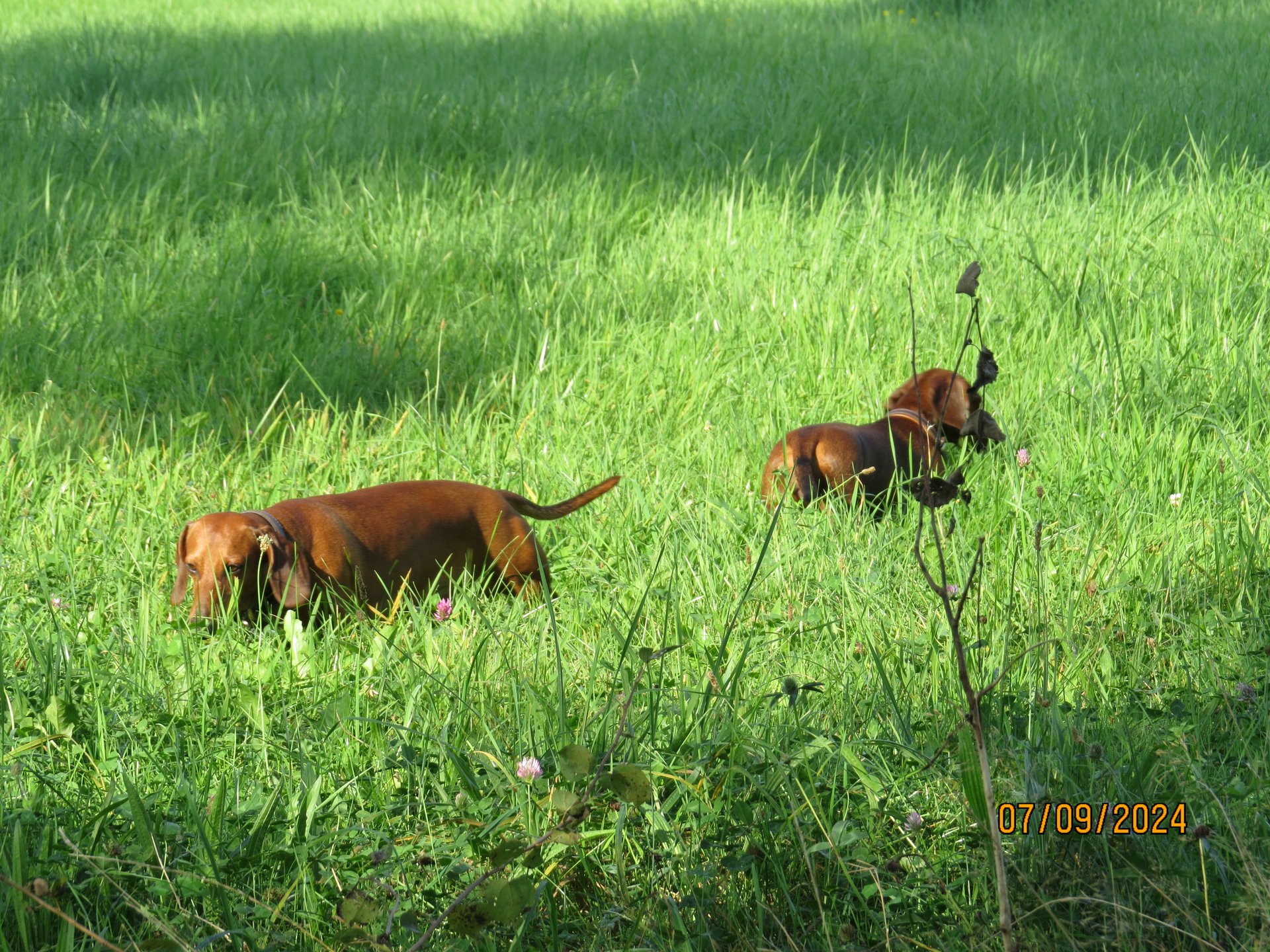Bild von Hund 99