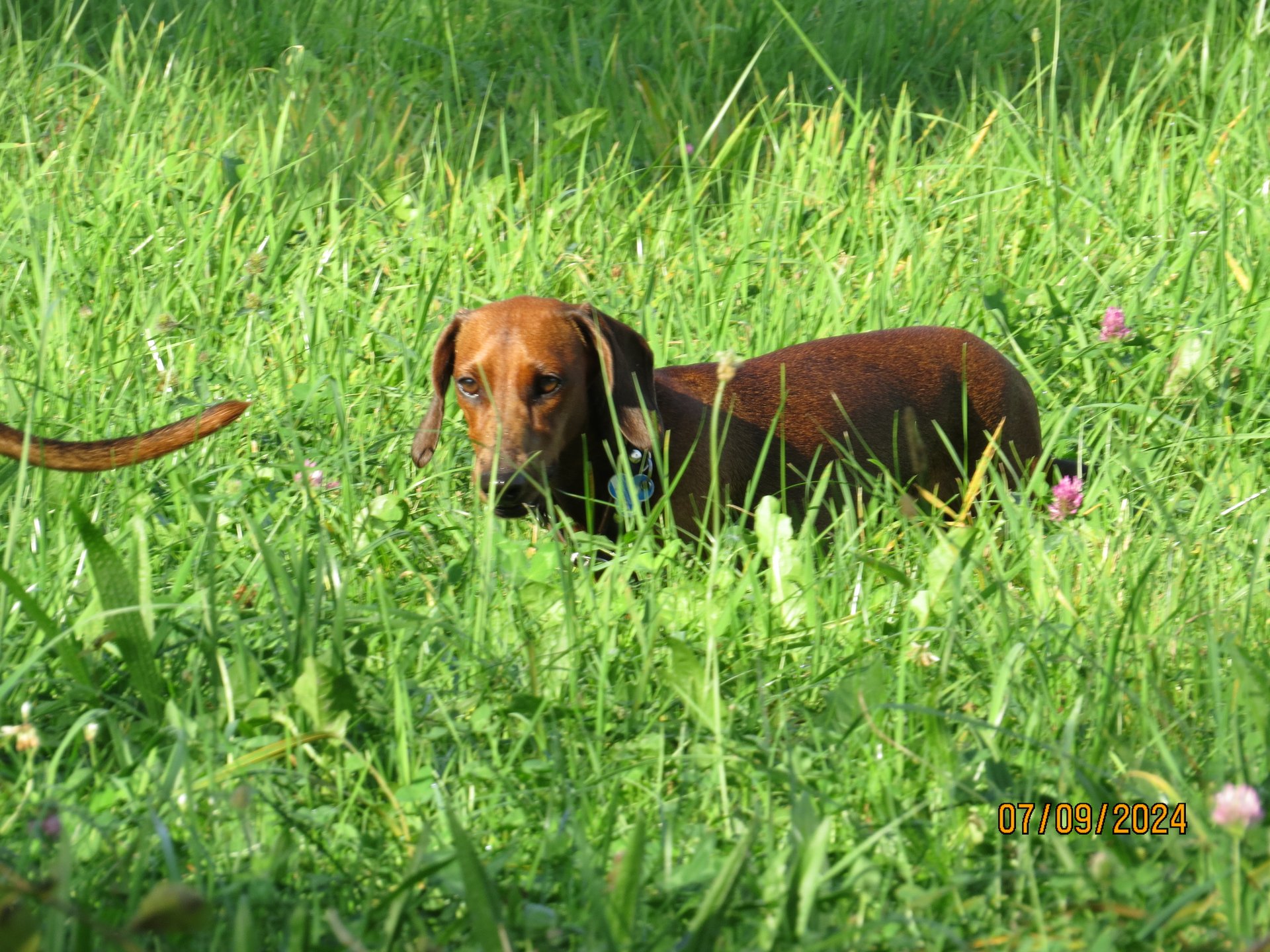 Bild von Hund 77