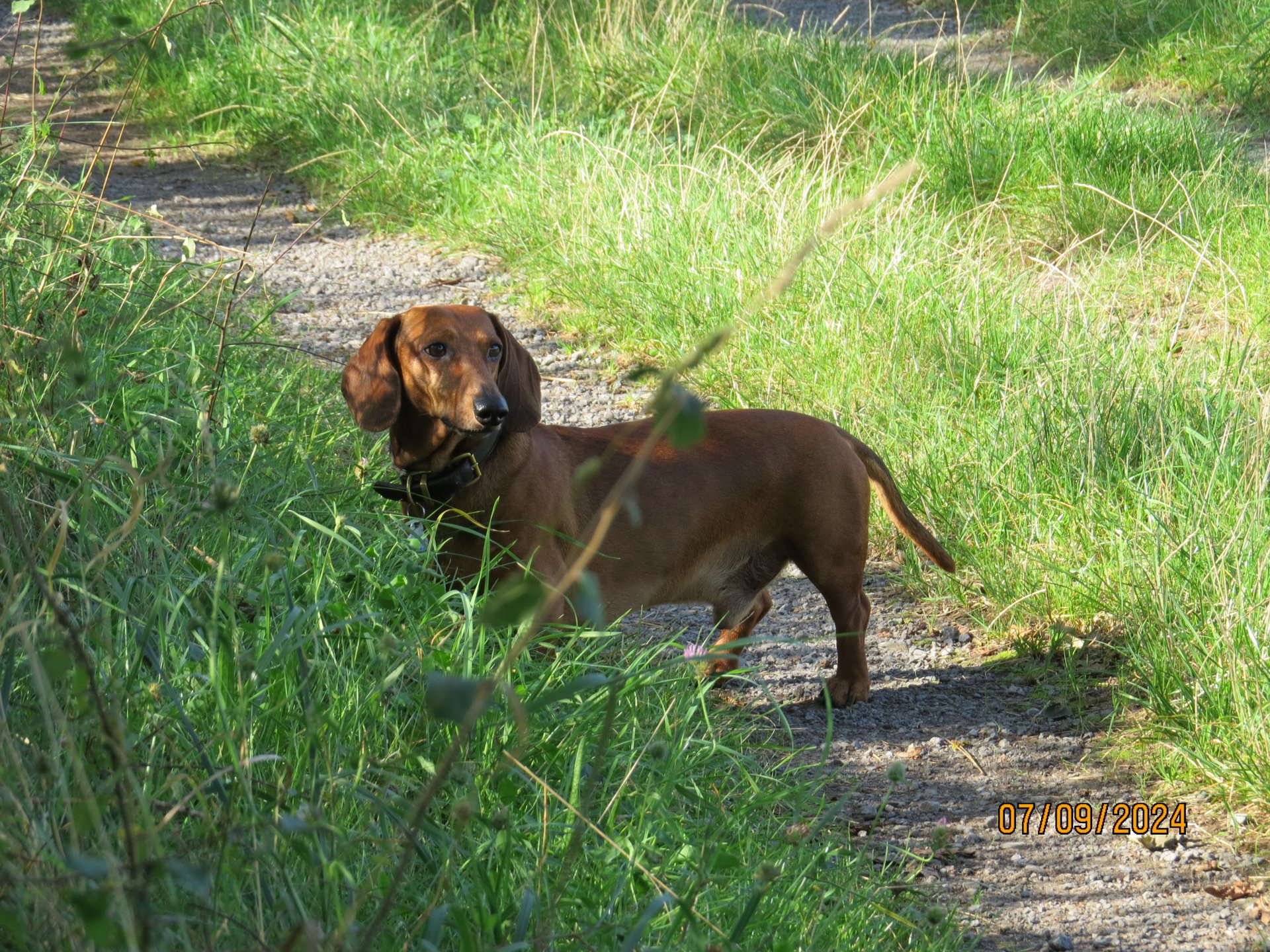 Bild von Hund 46